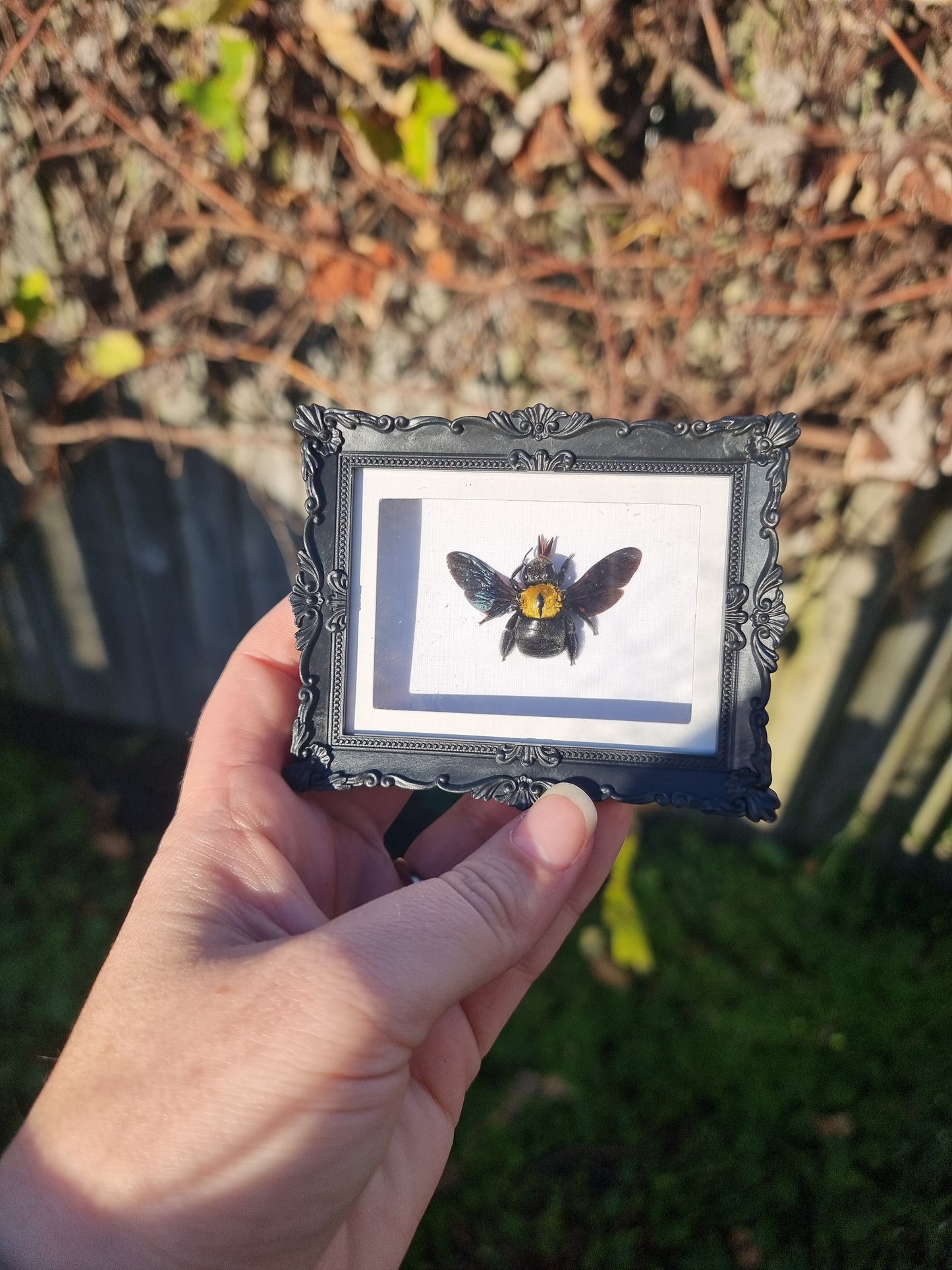 Mini Magnet Framed Yellow Carpenter Bee #2