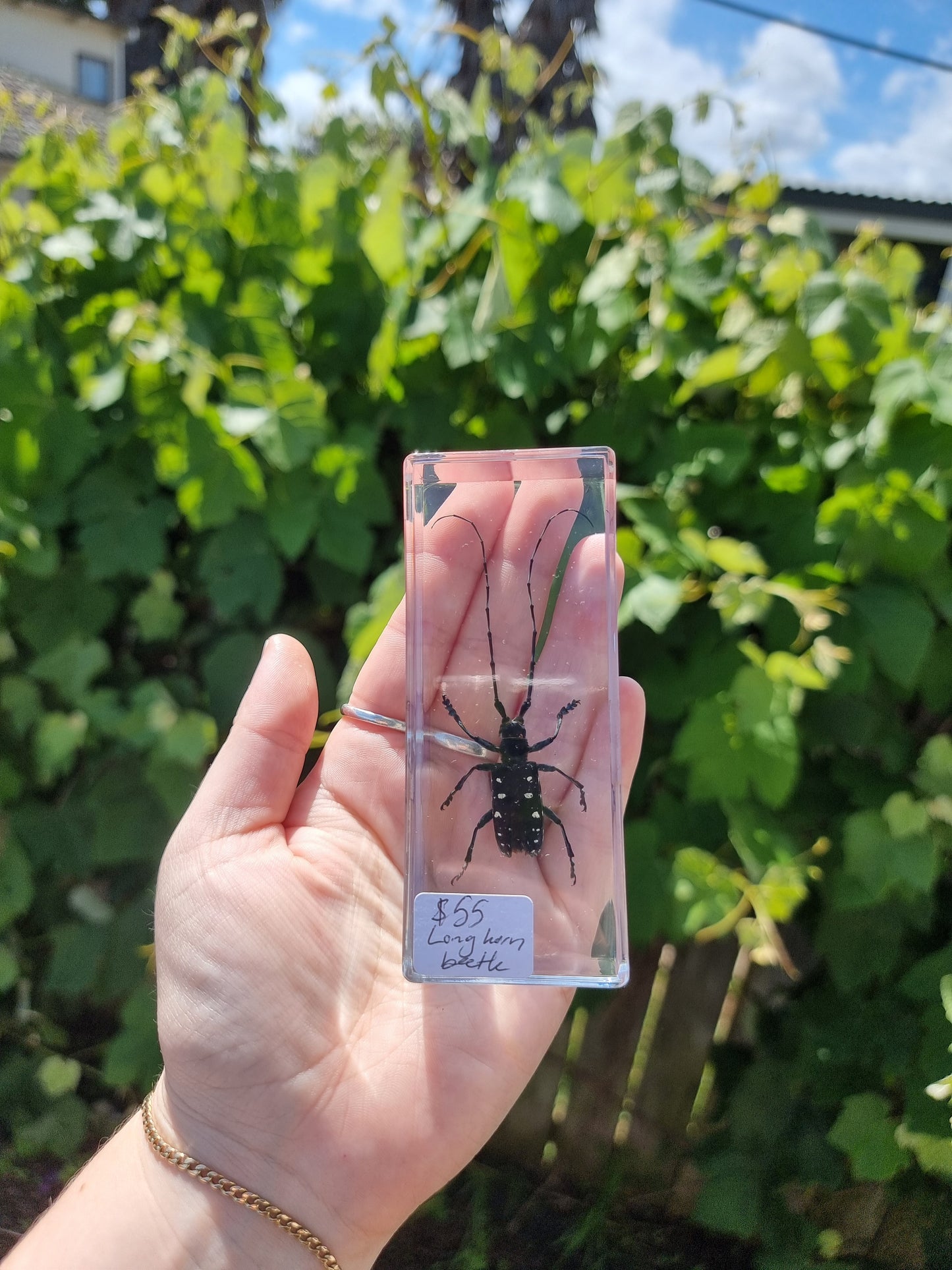 Long Horn Beetle In Resin