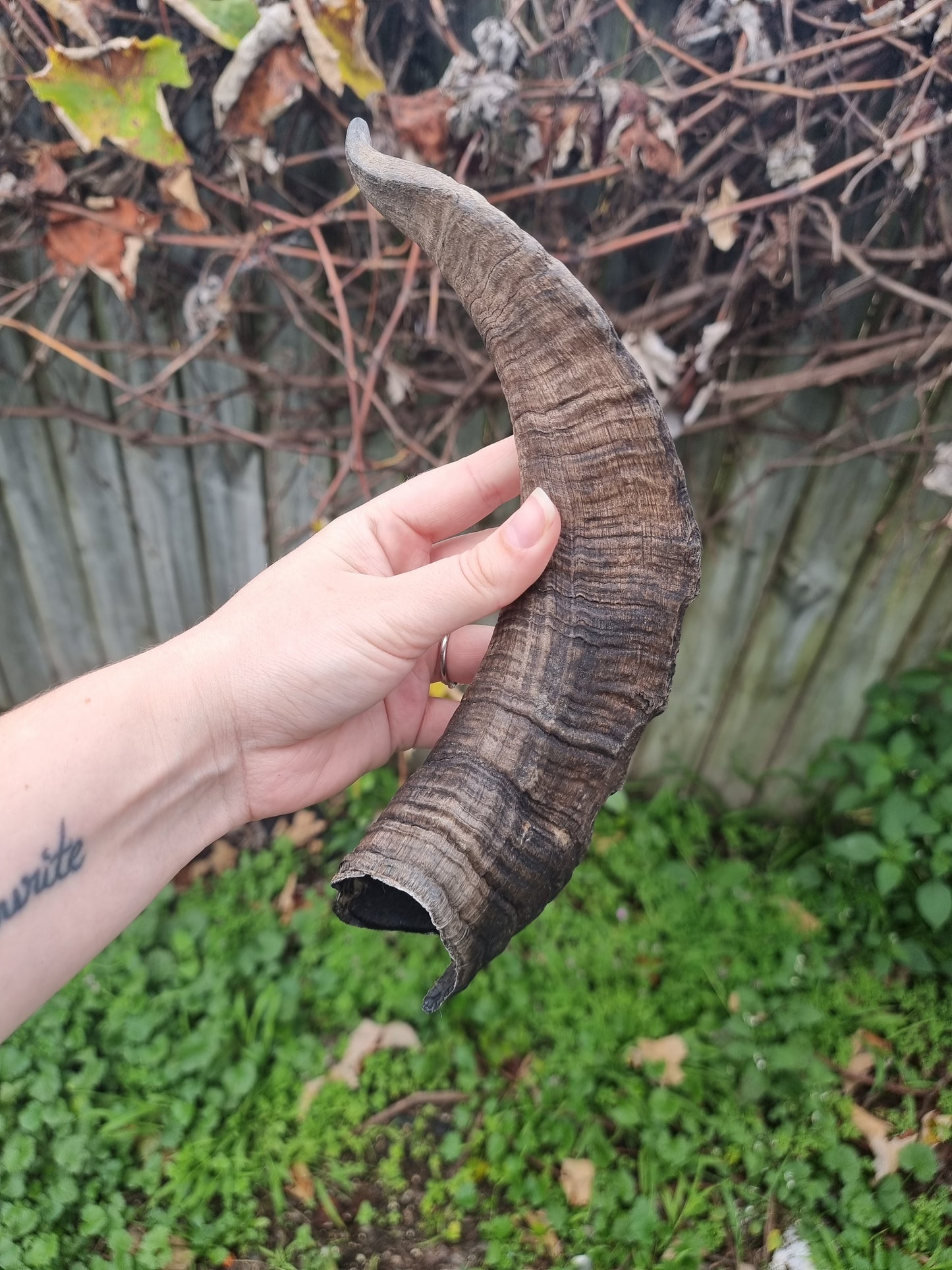Big Goat Horn #2