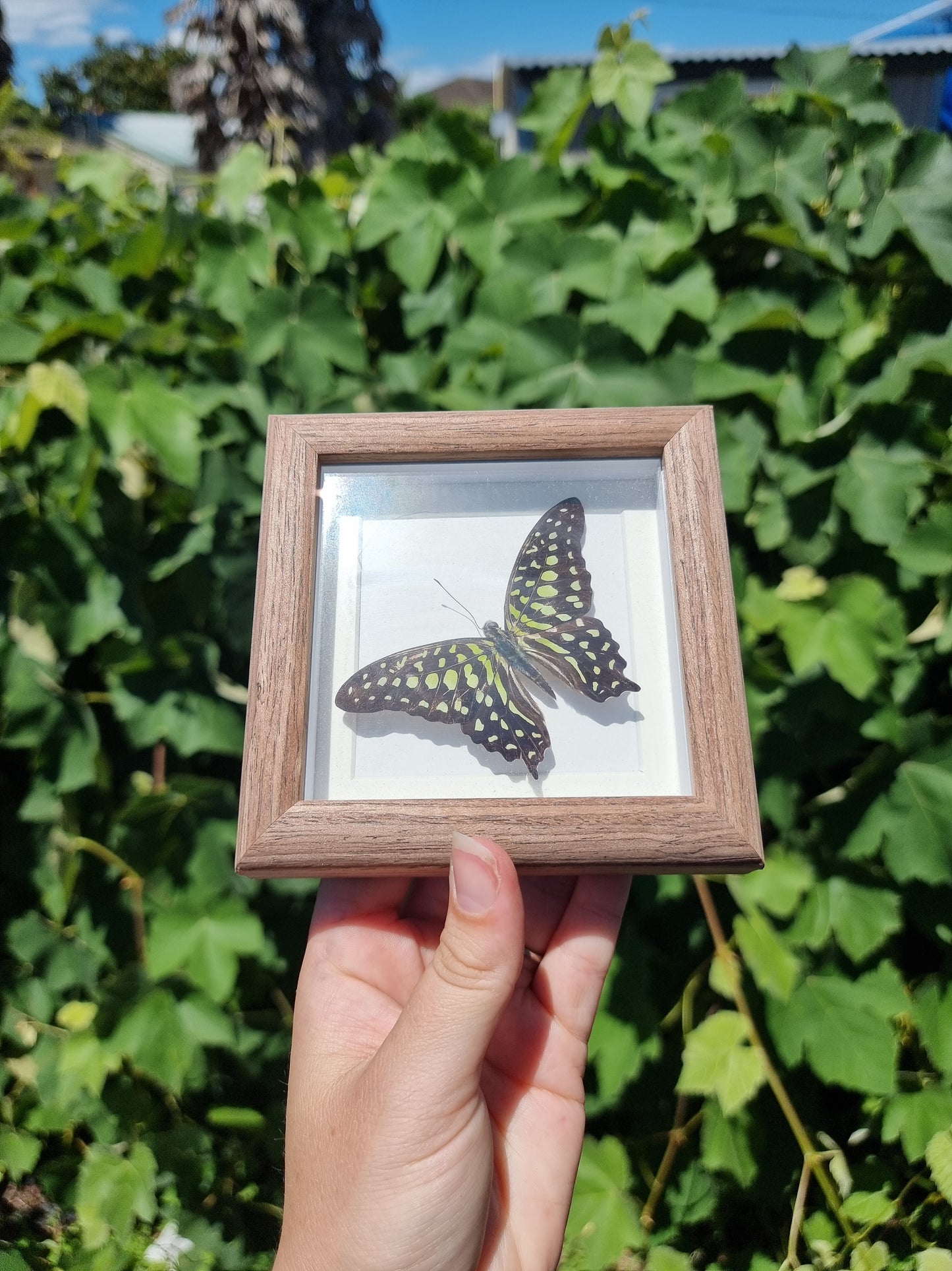 Mini Framed Butterfly #3