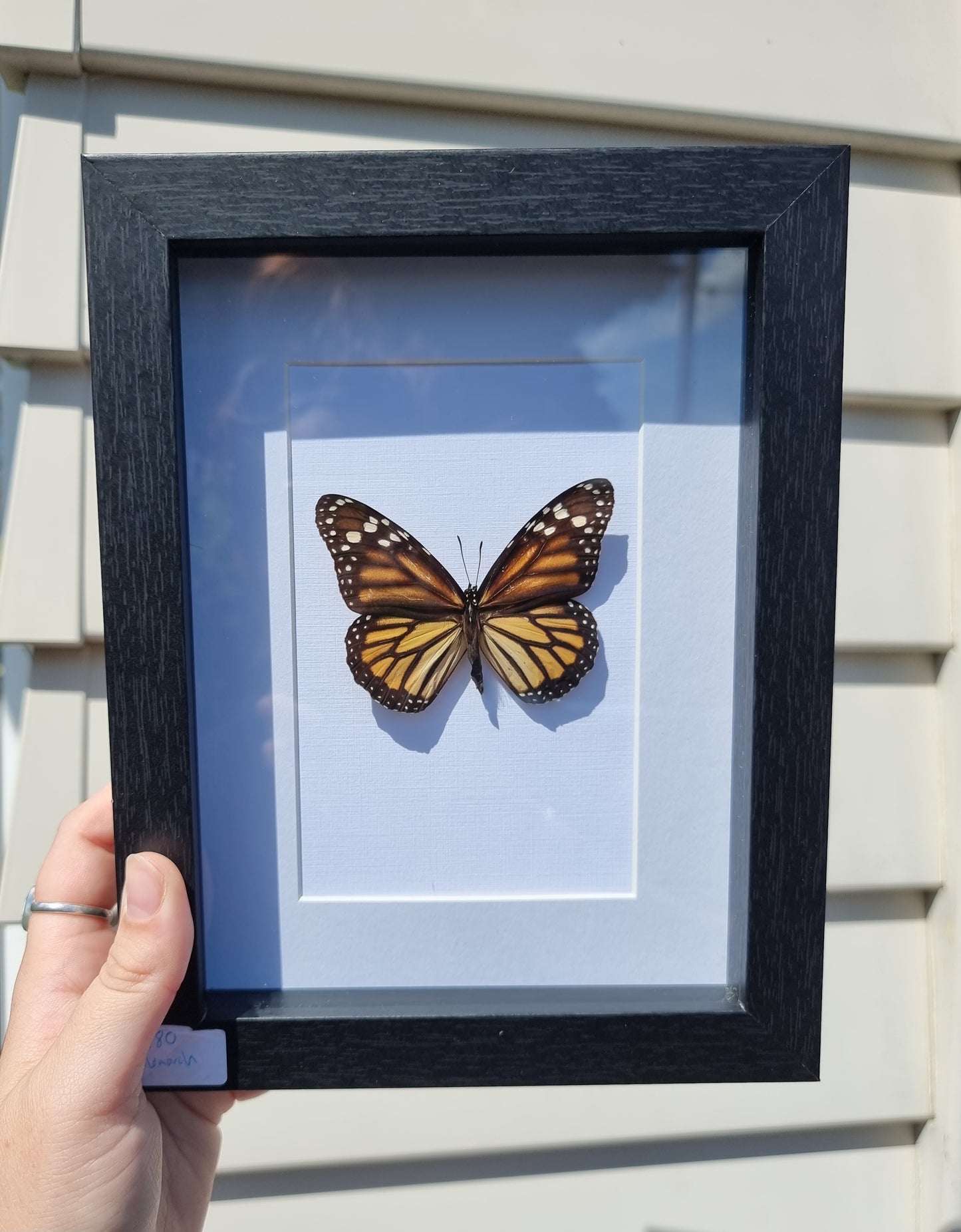 Framed Monarch Butterfly