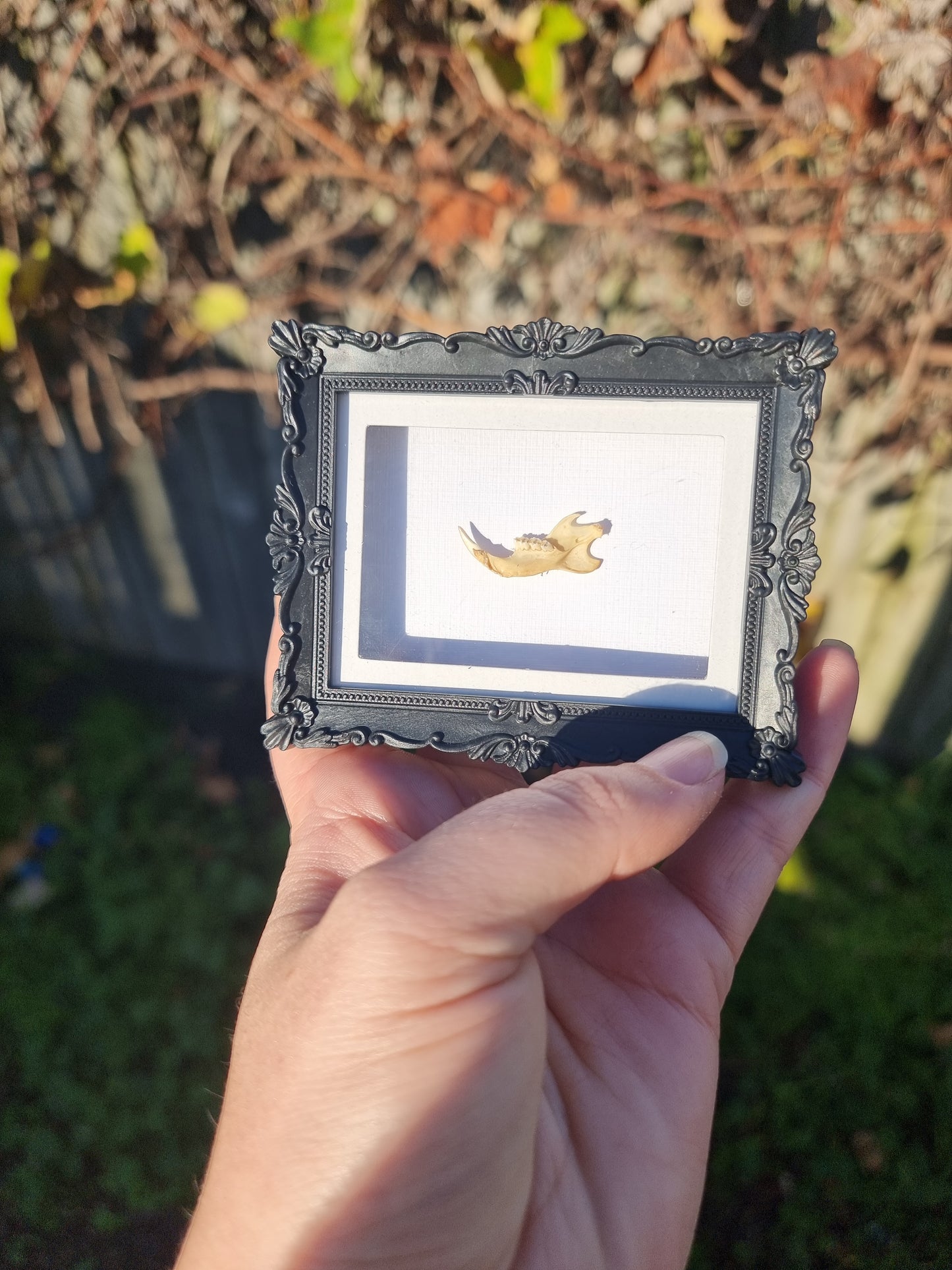 Mini Magnet Framed Rat Jaw #2