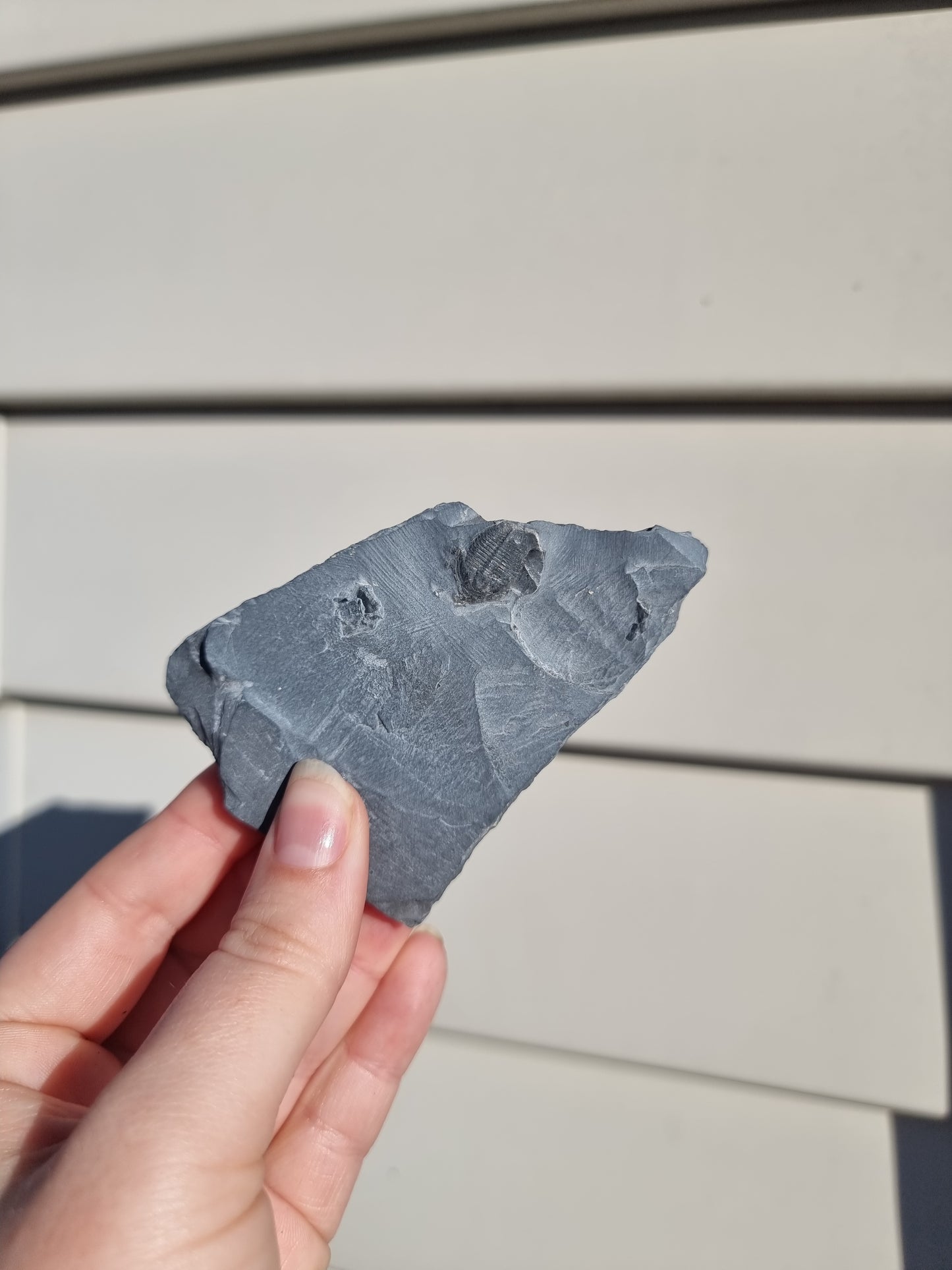 Elrathia King Trilobite Fossil #5