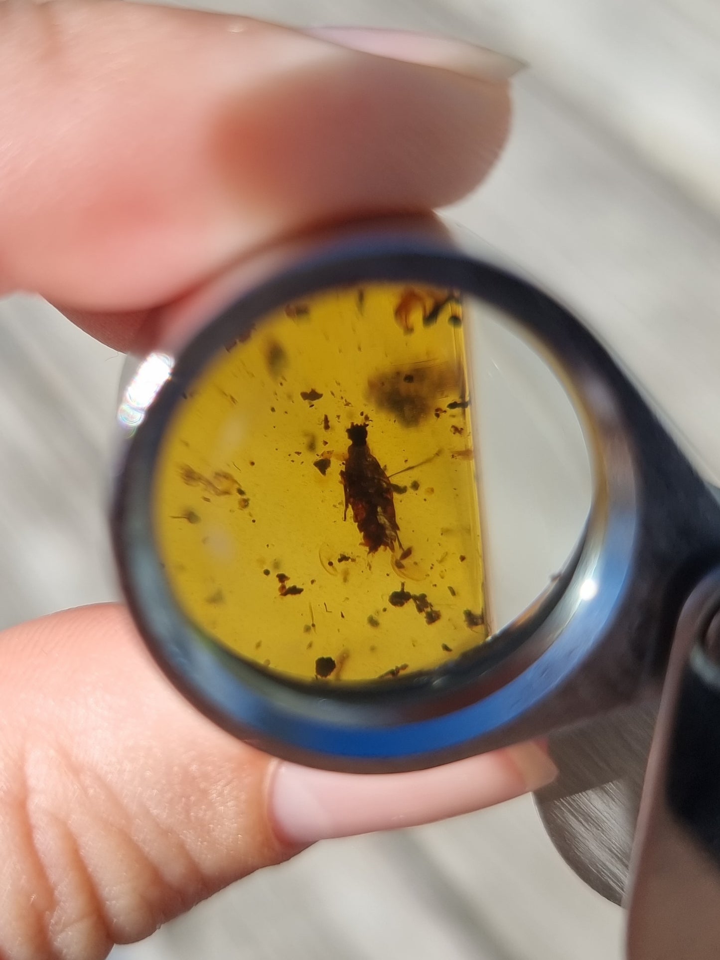 Bug in Amber #10
