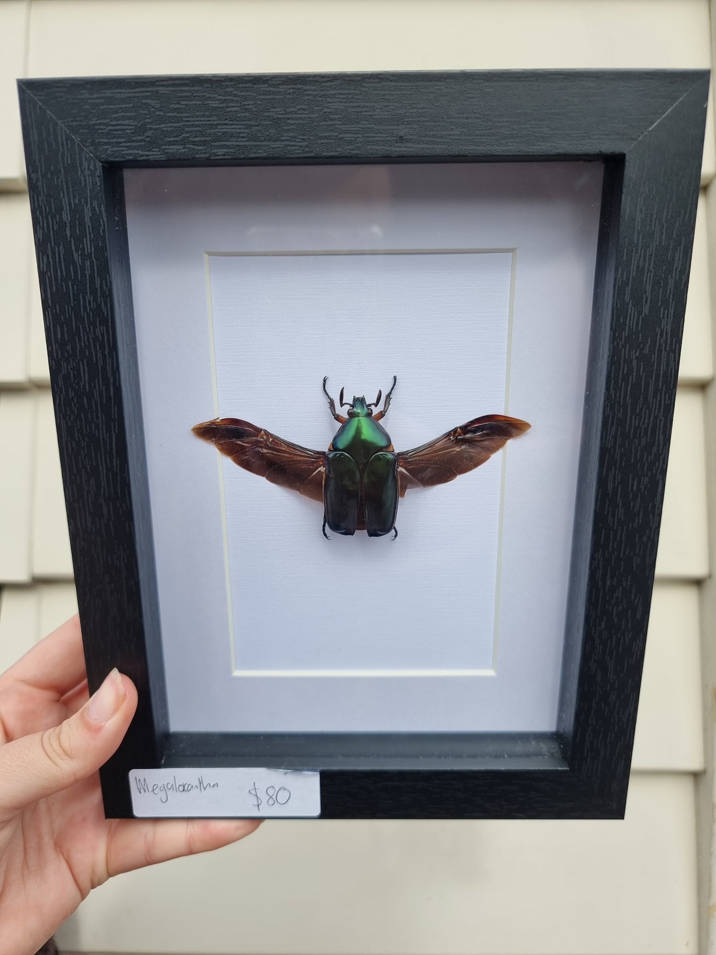 Framed Matalic Flower Beetle