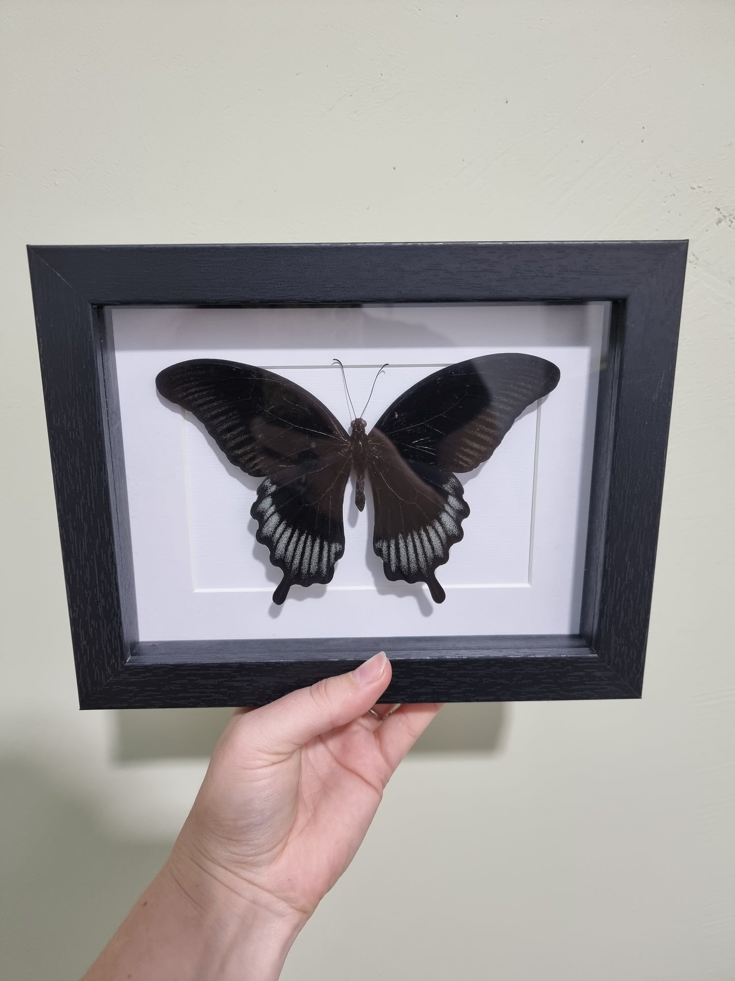 Framed Black Phoenix Butterfly