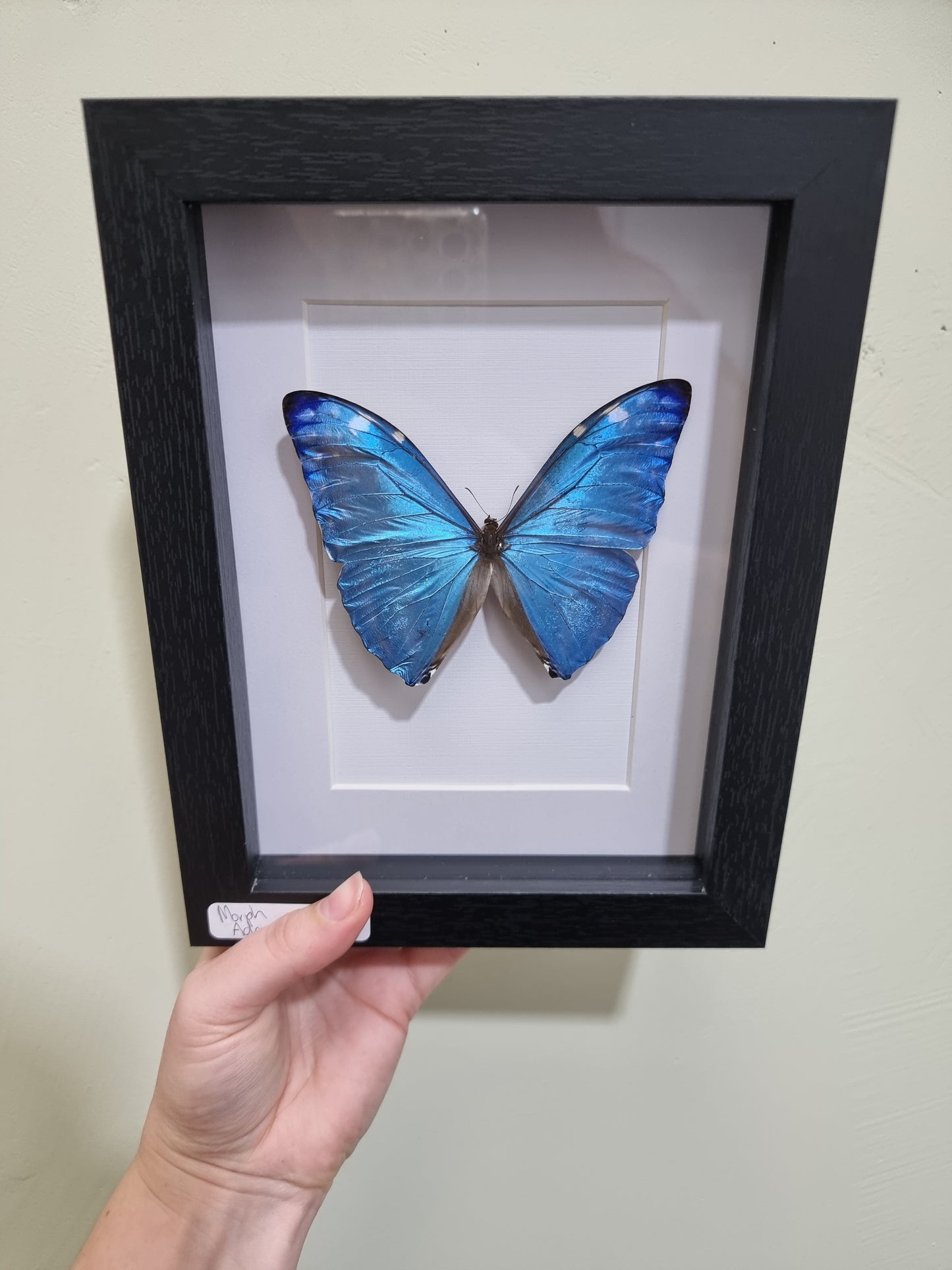 Framed Morpho Adonis Butterfly