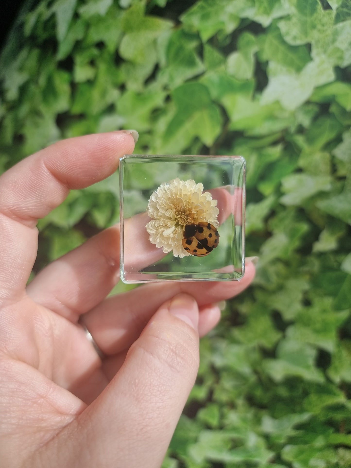 Ladybird on Flower in Resin