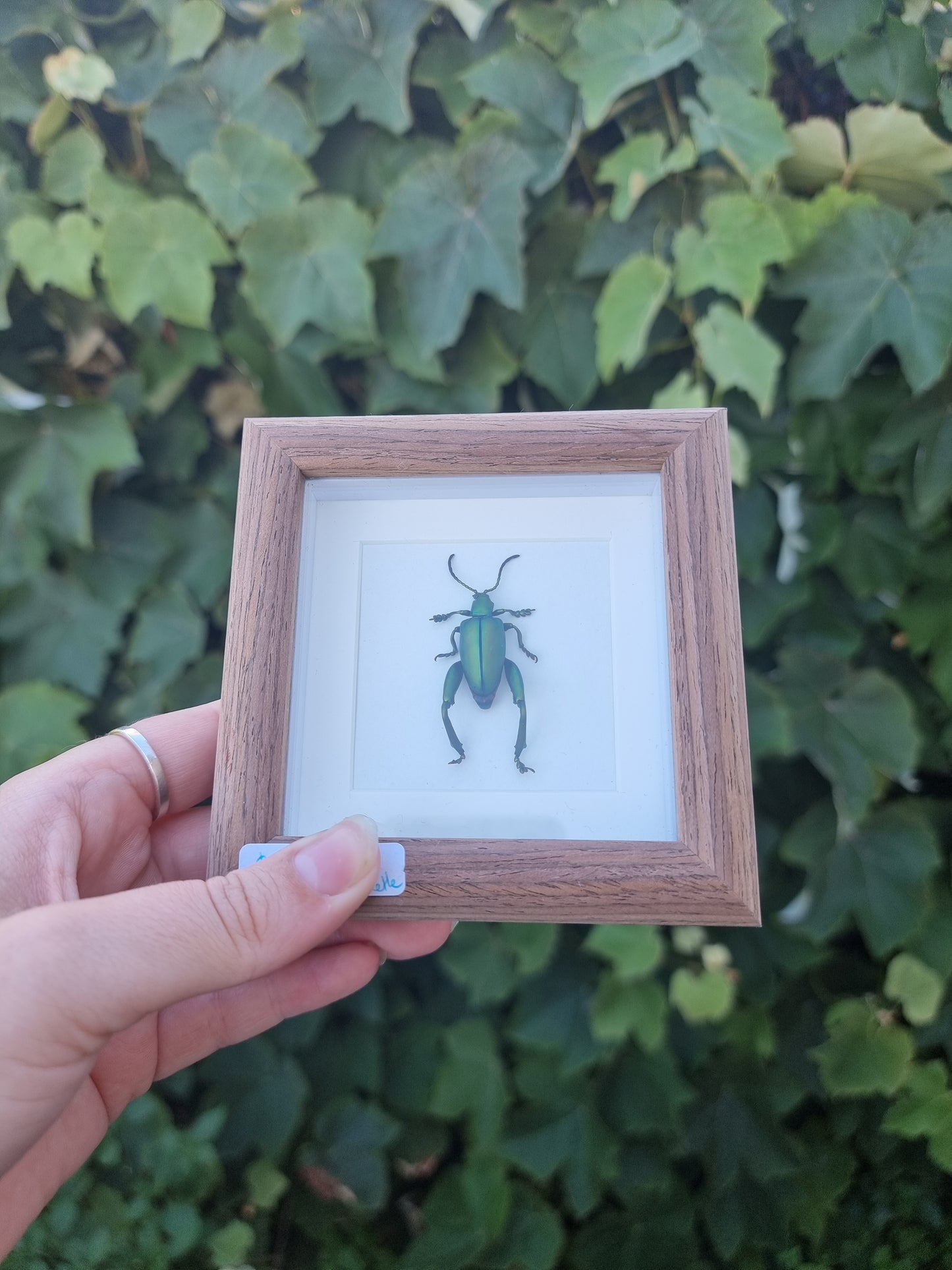 Mini Framed Beetle #11