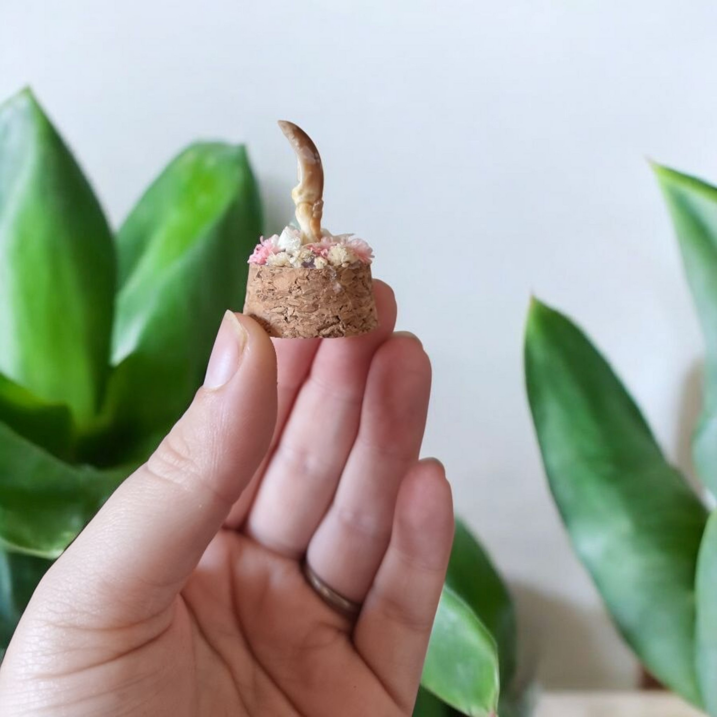 Mini Claw Dome