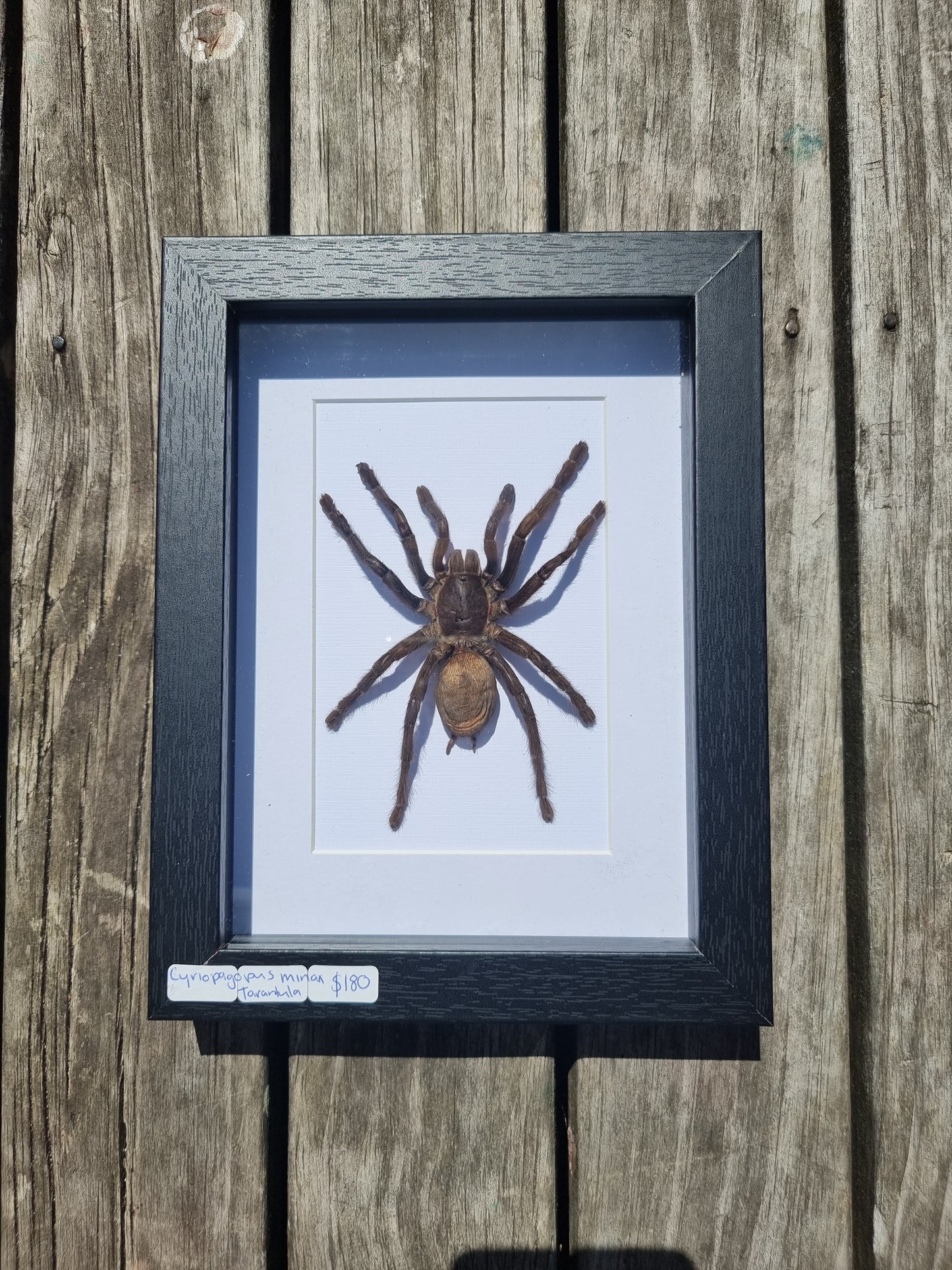 Framed Cyriopagopus Minxa Tarantula #2