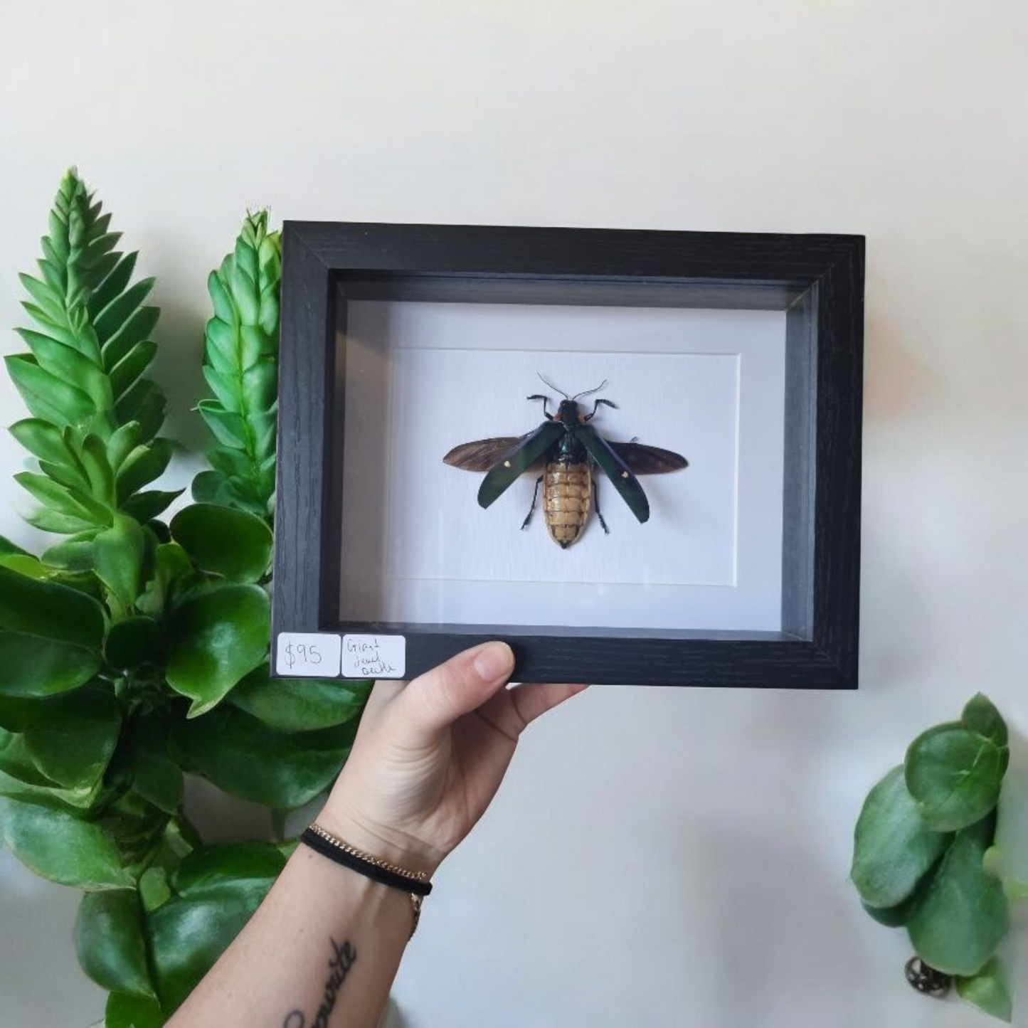 Framed Beetle #44