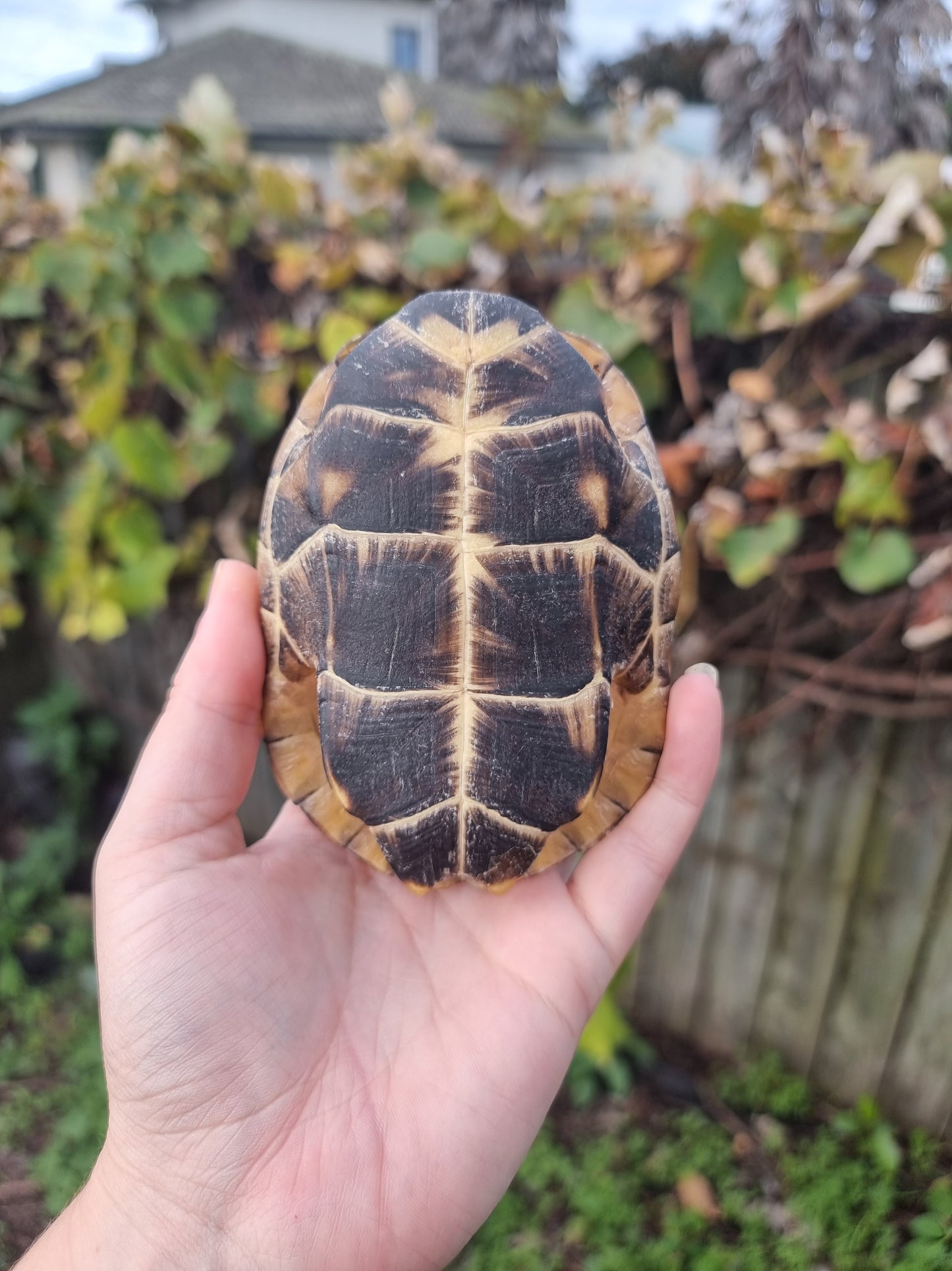 Vintage Turtle shell #1