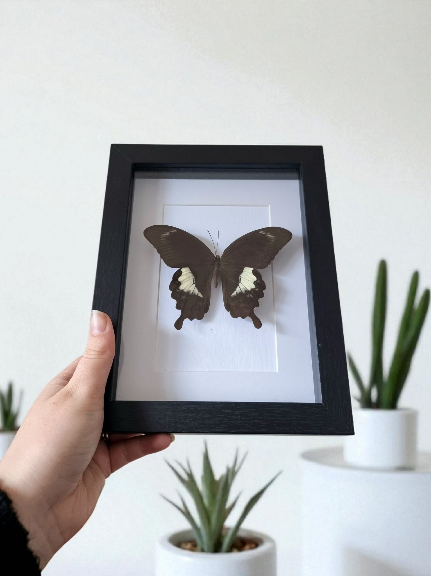 Framed Butterfly #432