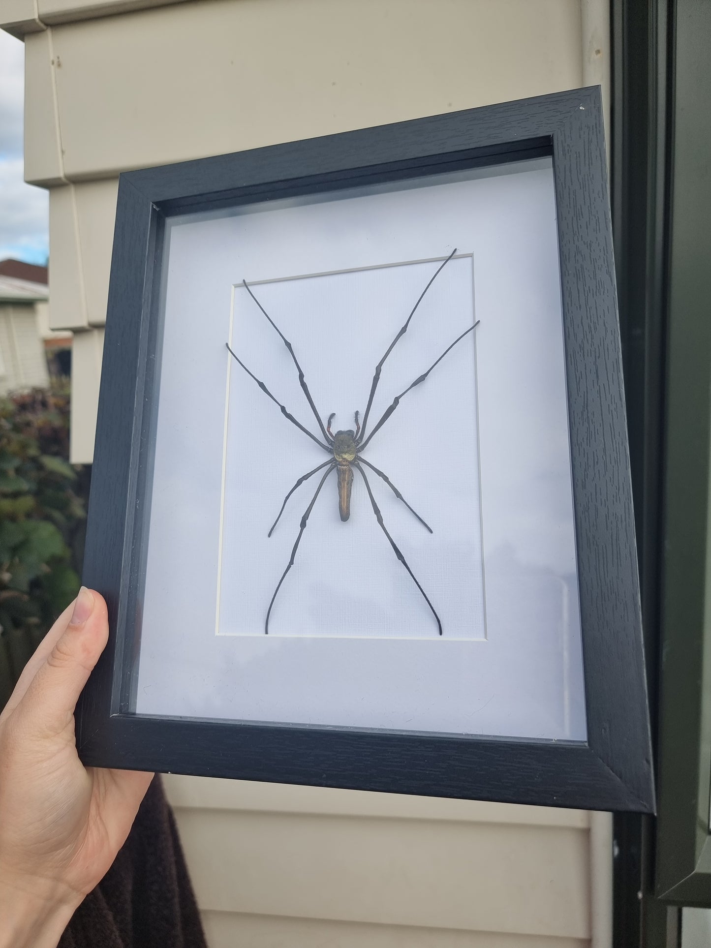 Framed Orb Web Spider #2