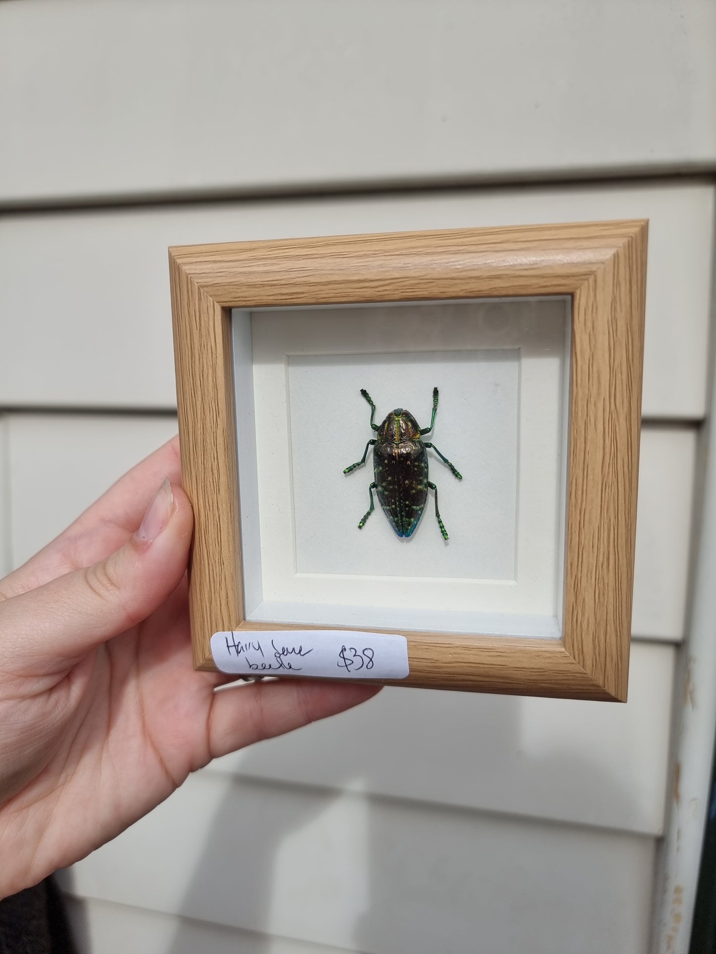 Mini Framed Hairy Jewel Beetle #2