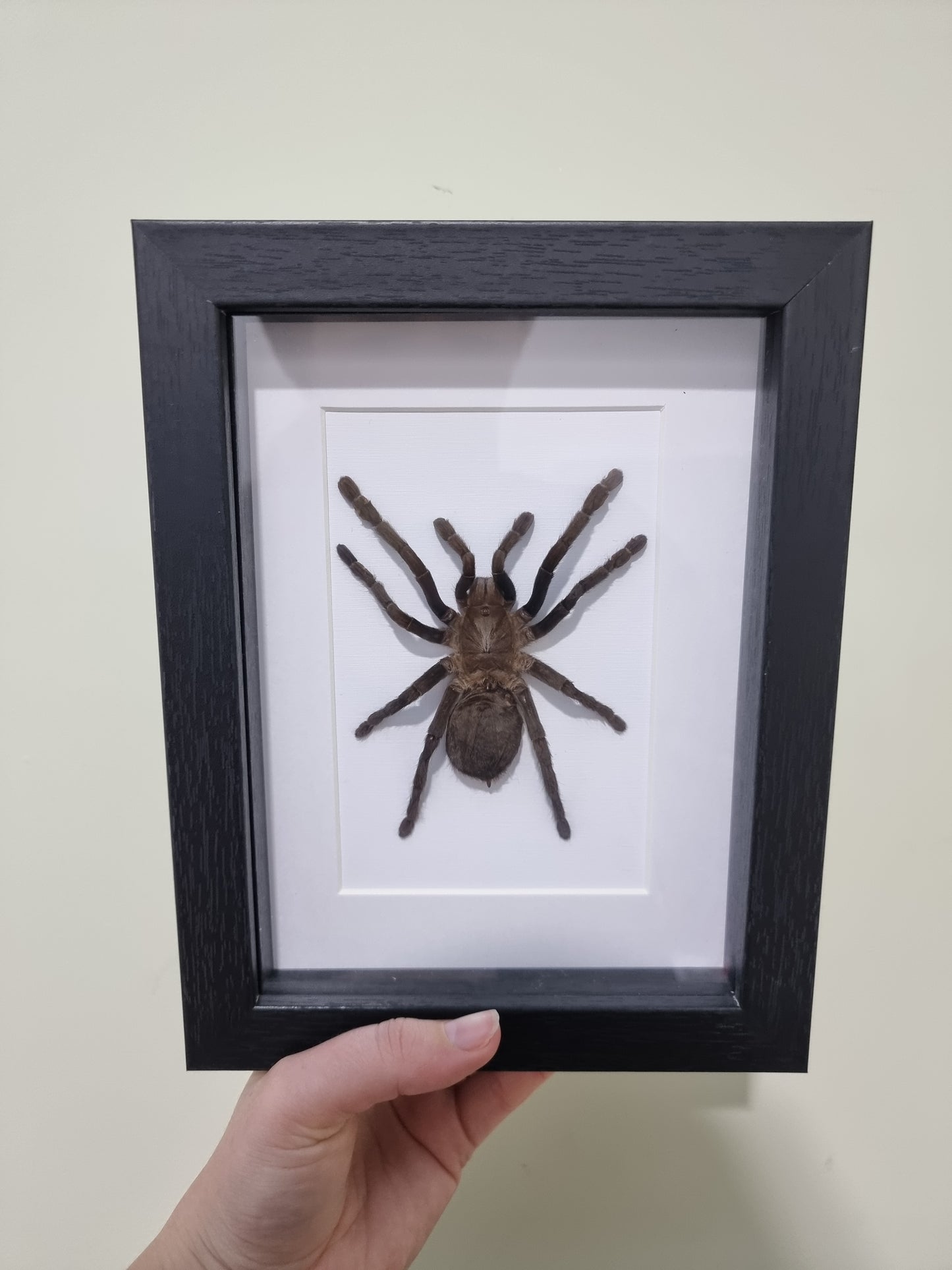 Framed Tarantula Cyriopagopus minax #1