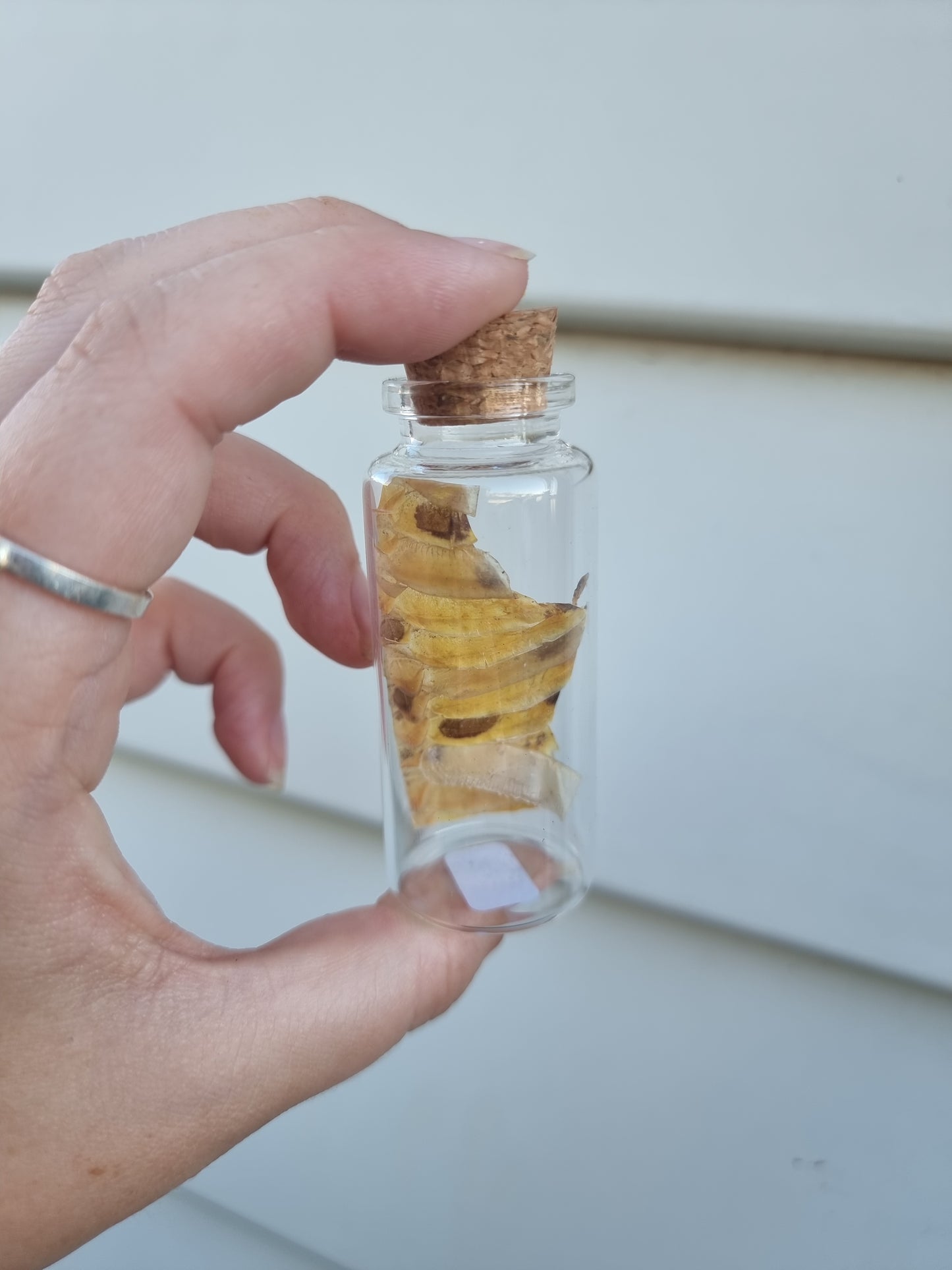 Large Snake Jar