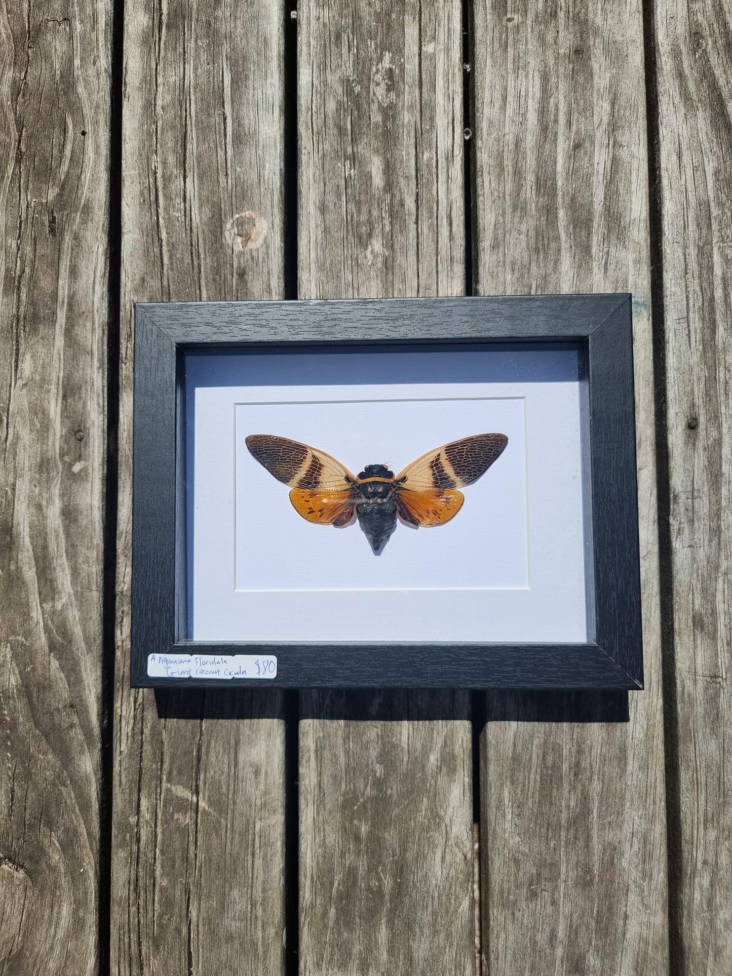 Framed Giant Coconut Cicada #2