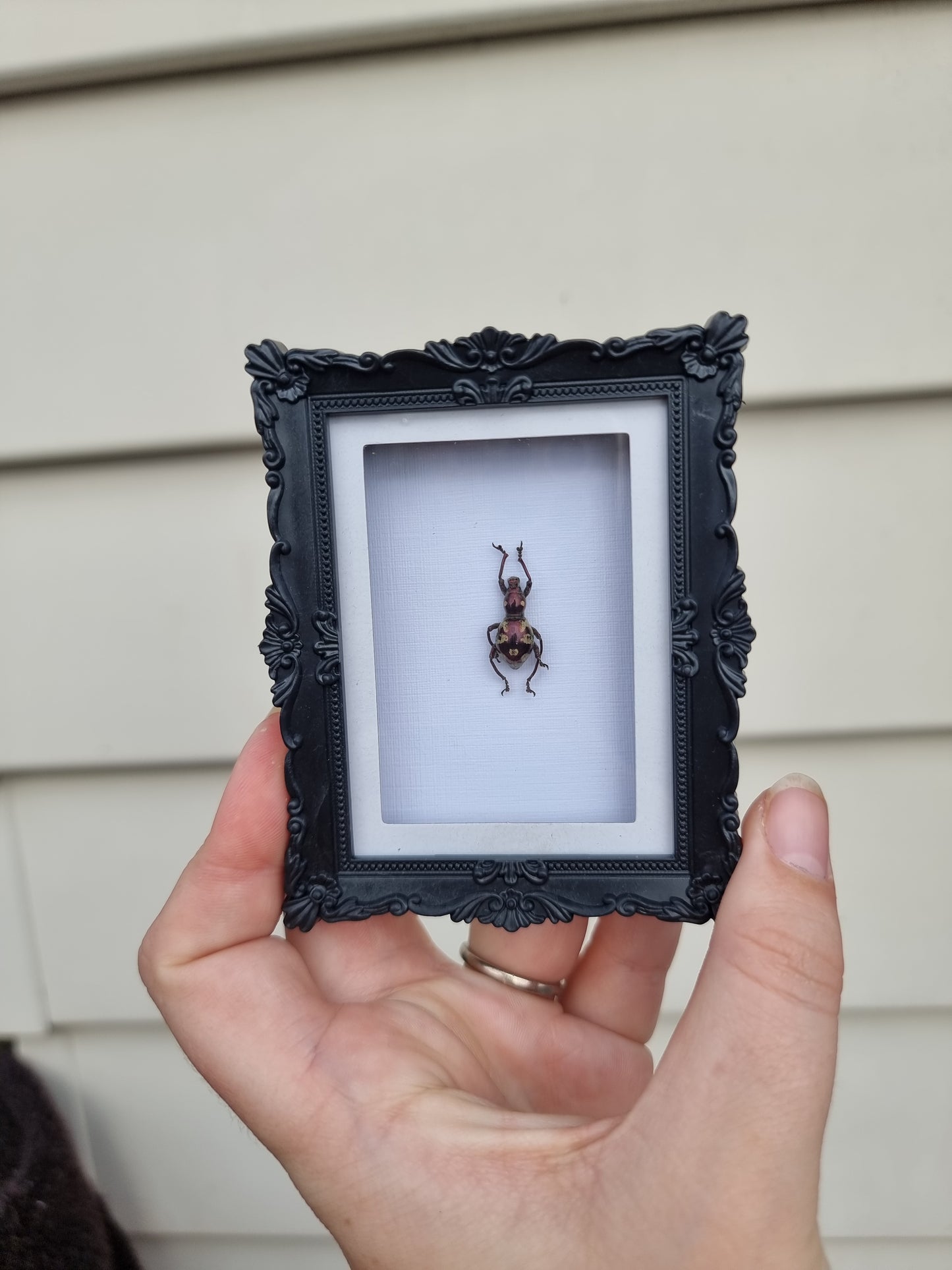 Mini Magnet Frame Dancing Weevil #5