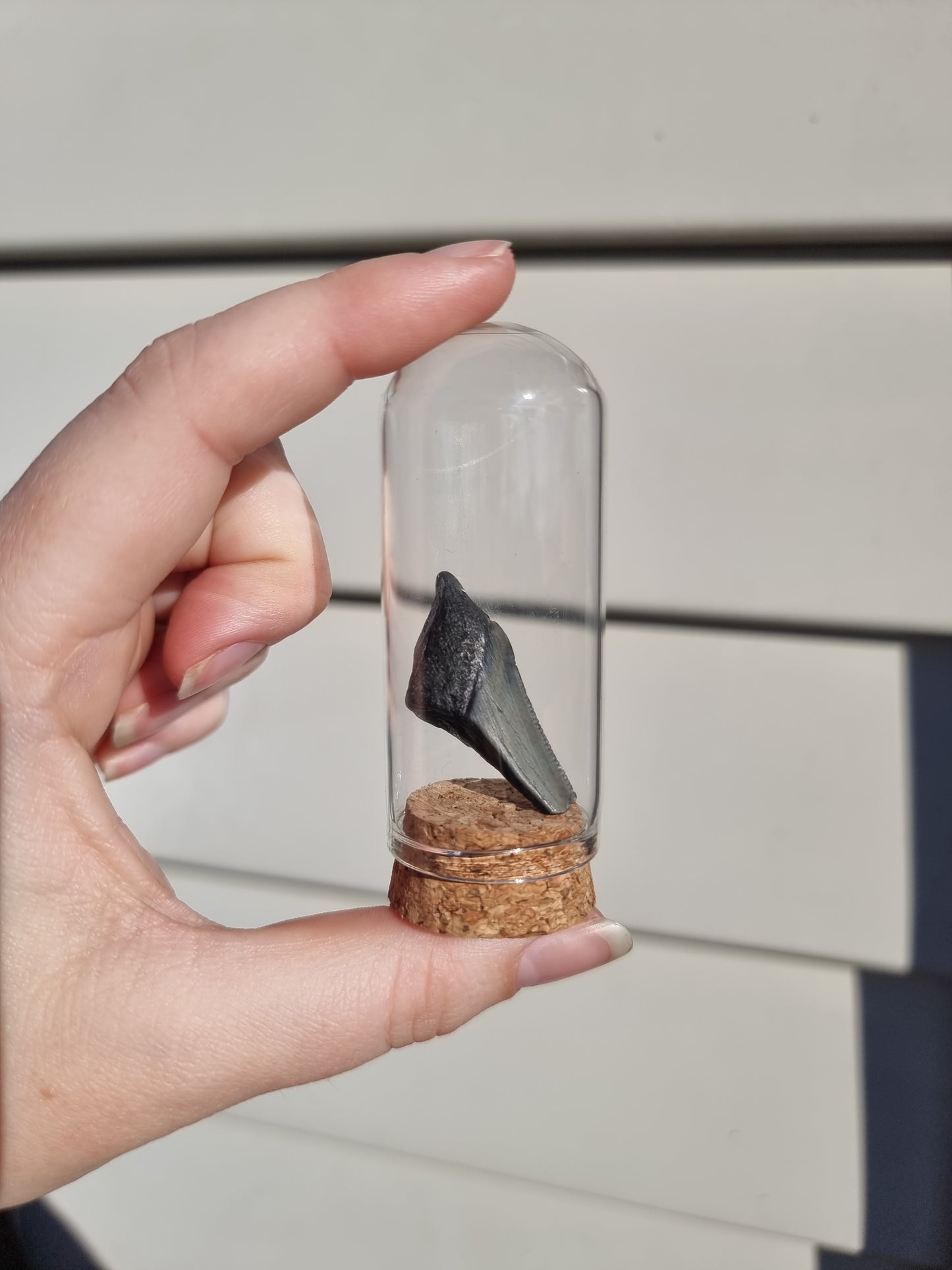 Megalodon Tooth Shard #2