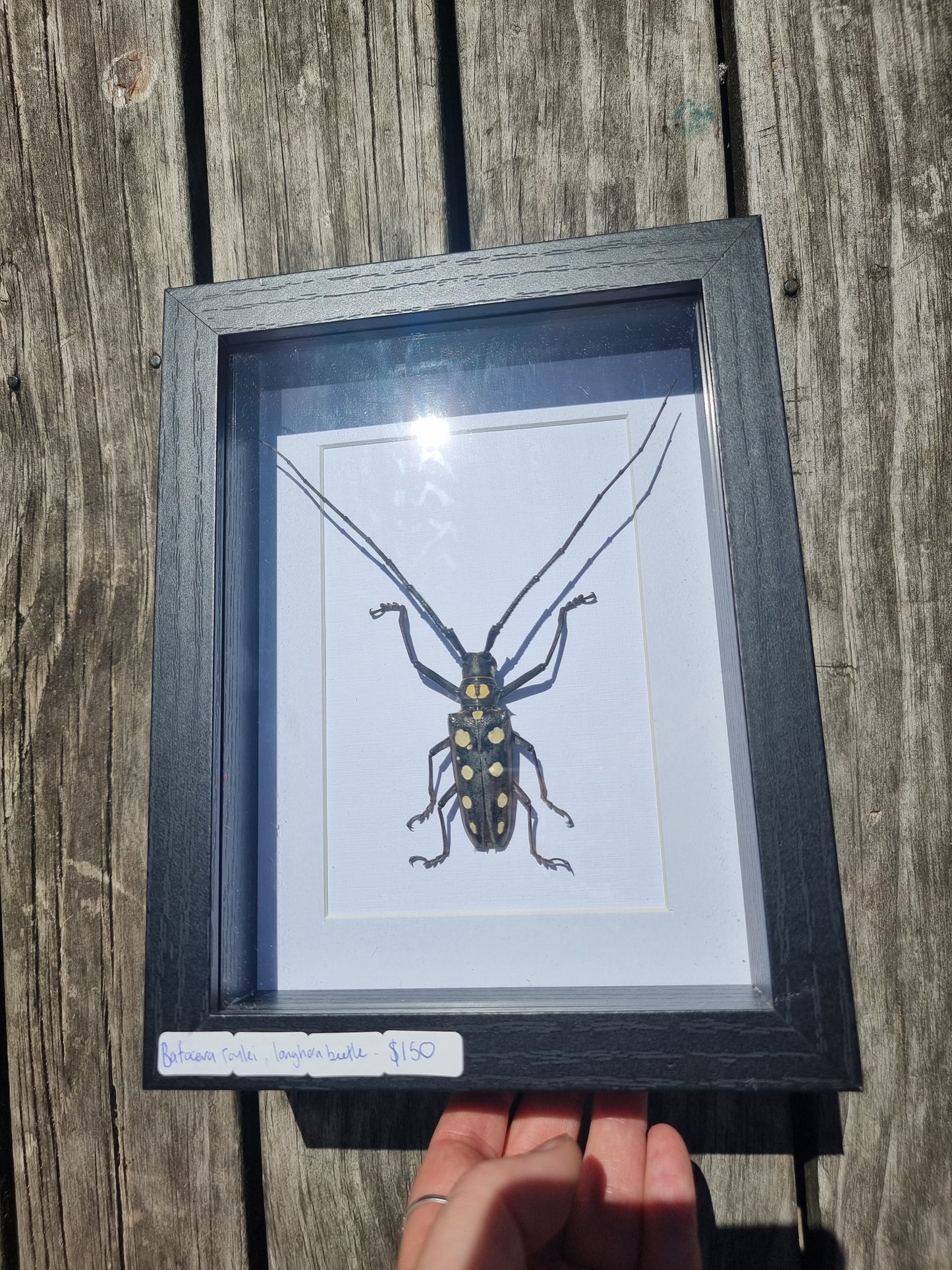 Framed Batocera Roylei Longhorn Beetle Male