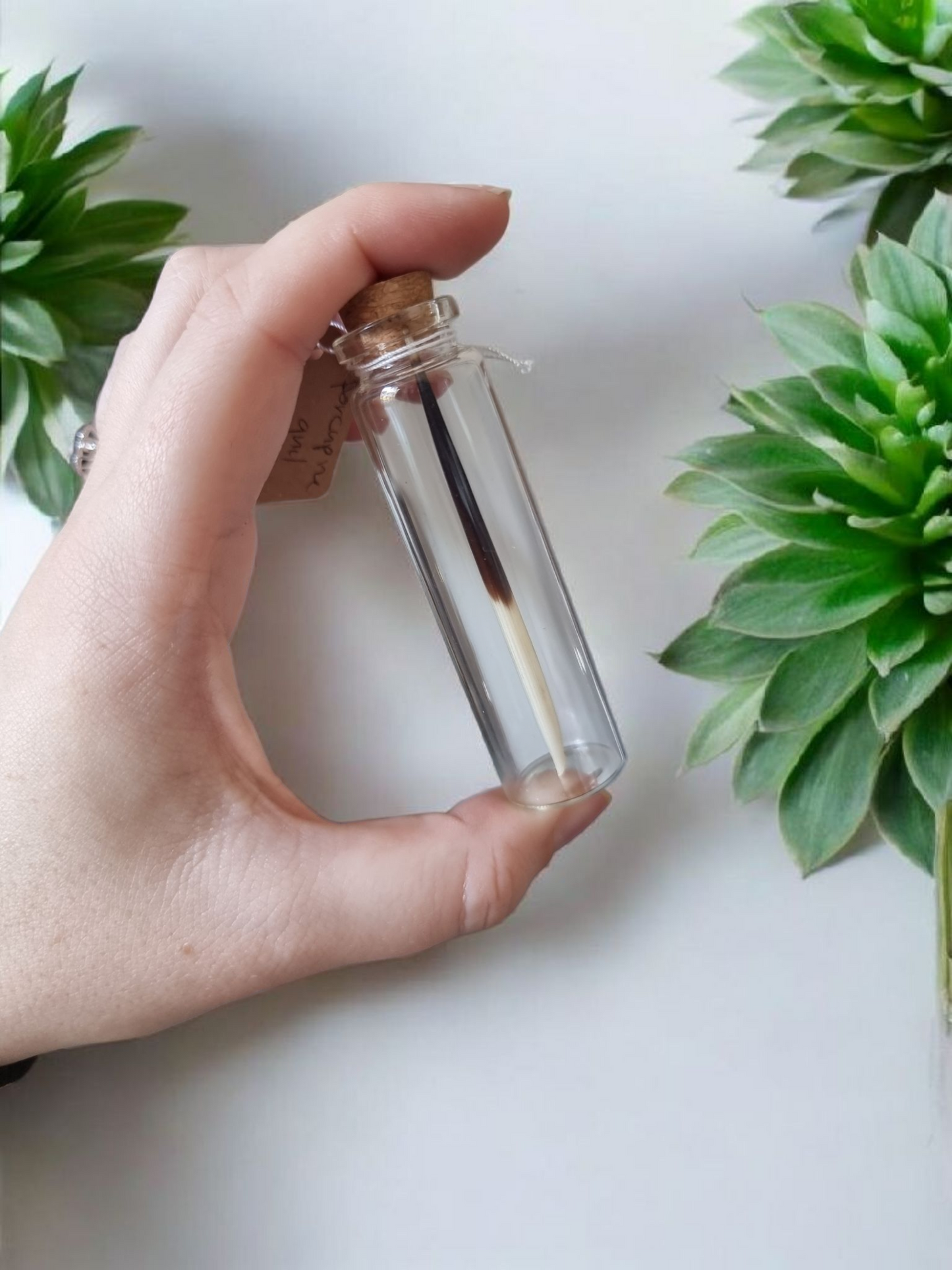 Oddity Jar Porcupine Quill