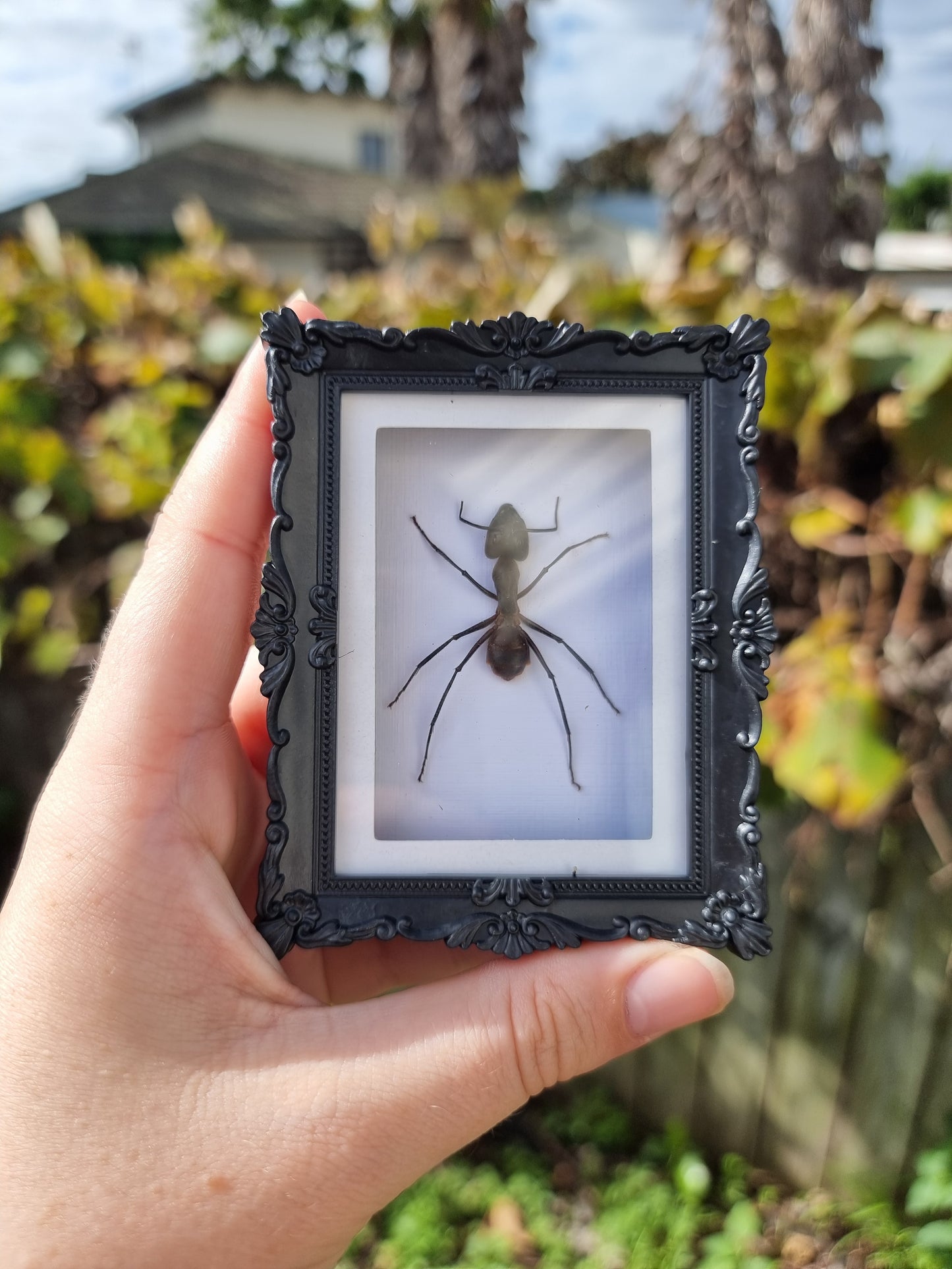 Mini Magnet Frame Giant Forest Ant #2