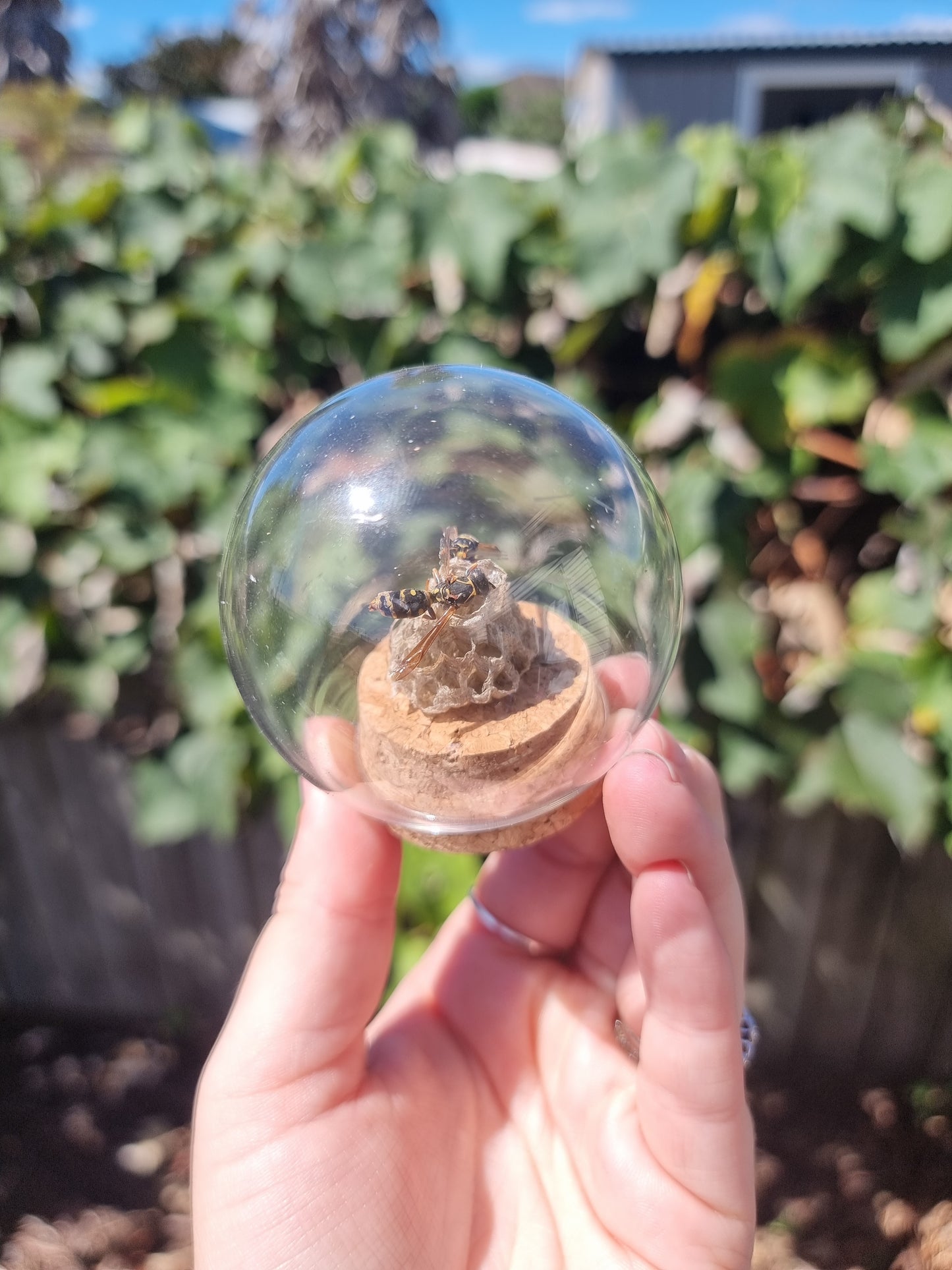 Wasps with Nest Dome