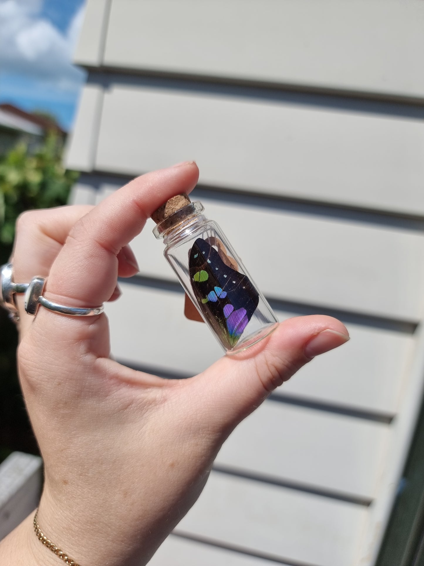 Medium Graphium Weiskei Wing Jar #1