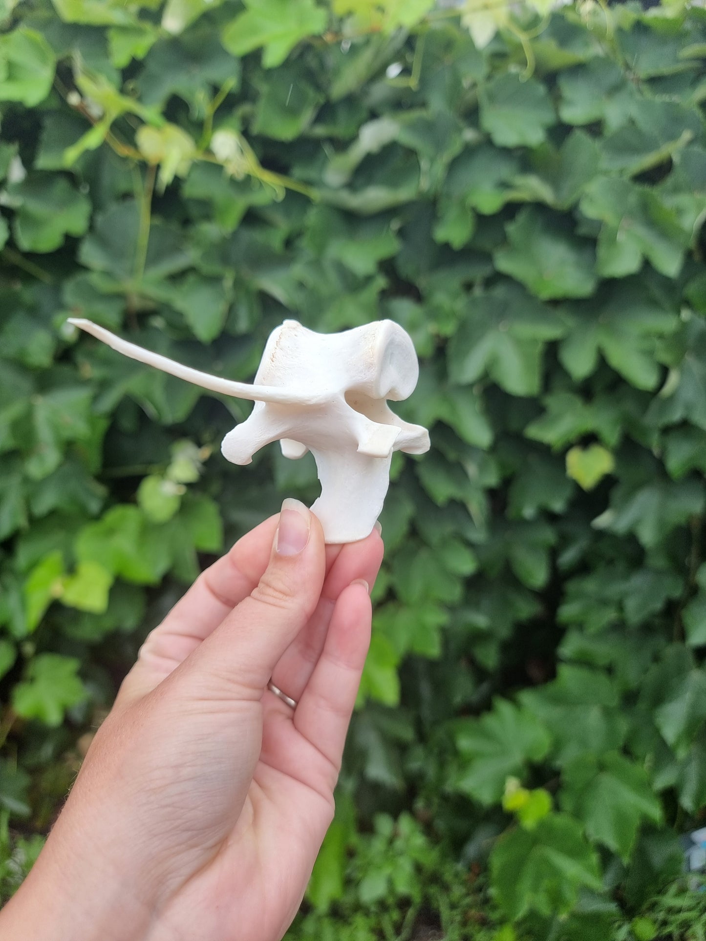 Deer Vertebrae #2