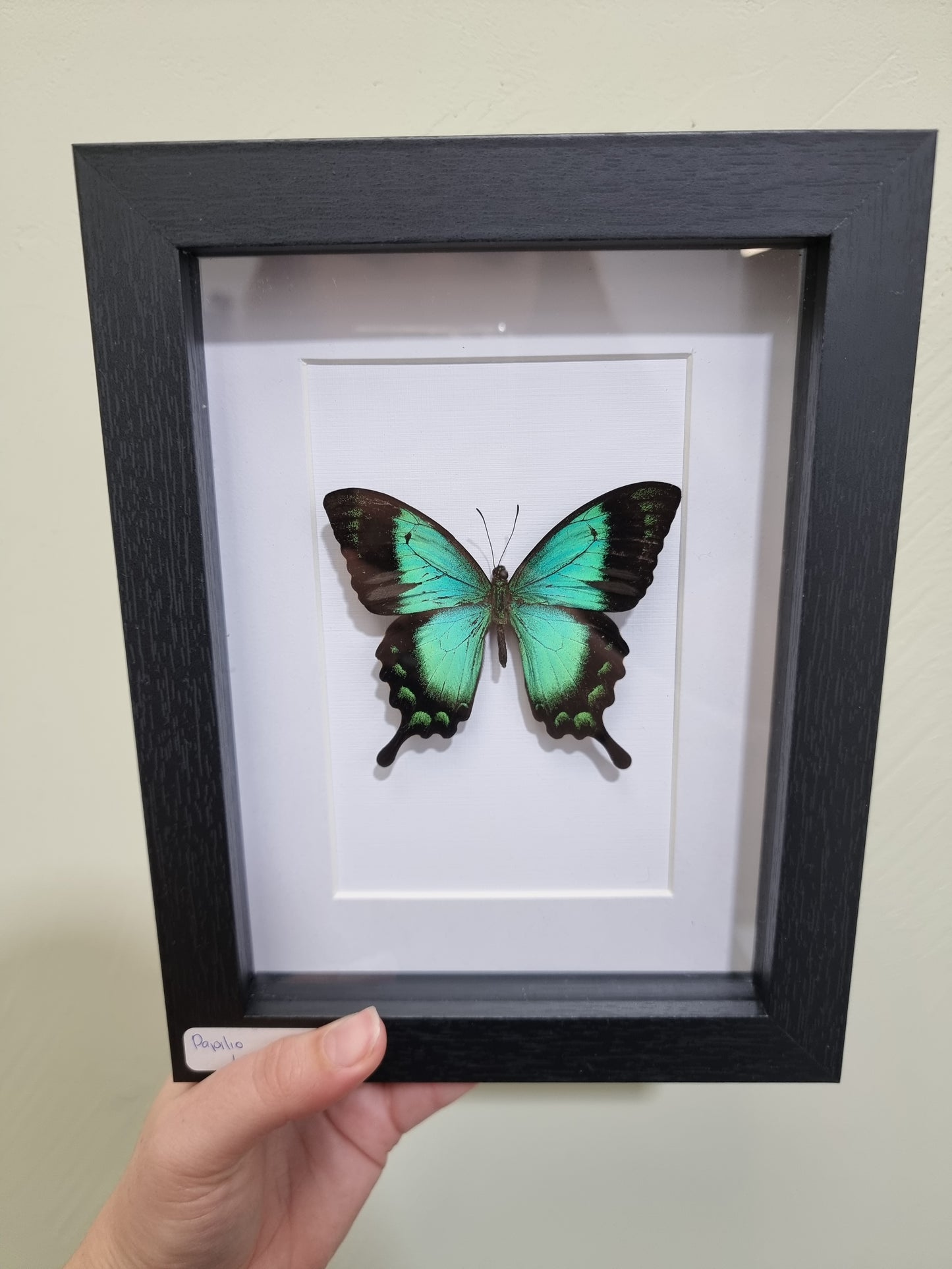 Framed Papilio lorquinianus Butterfly