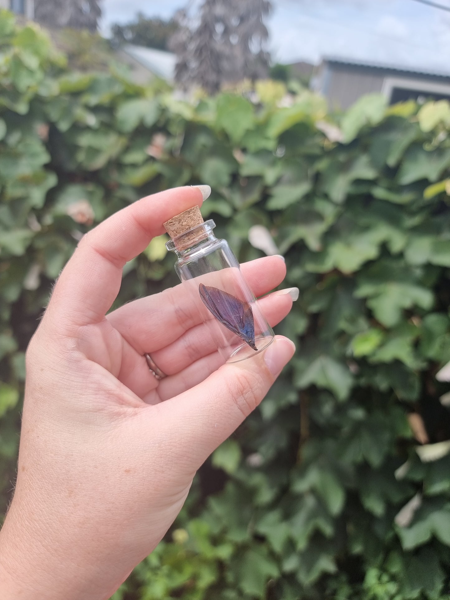 Blue Iridescent Jewel Beetle Wing Medium