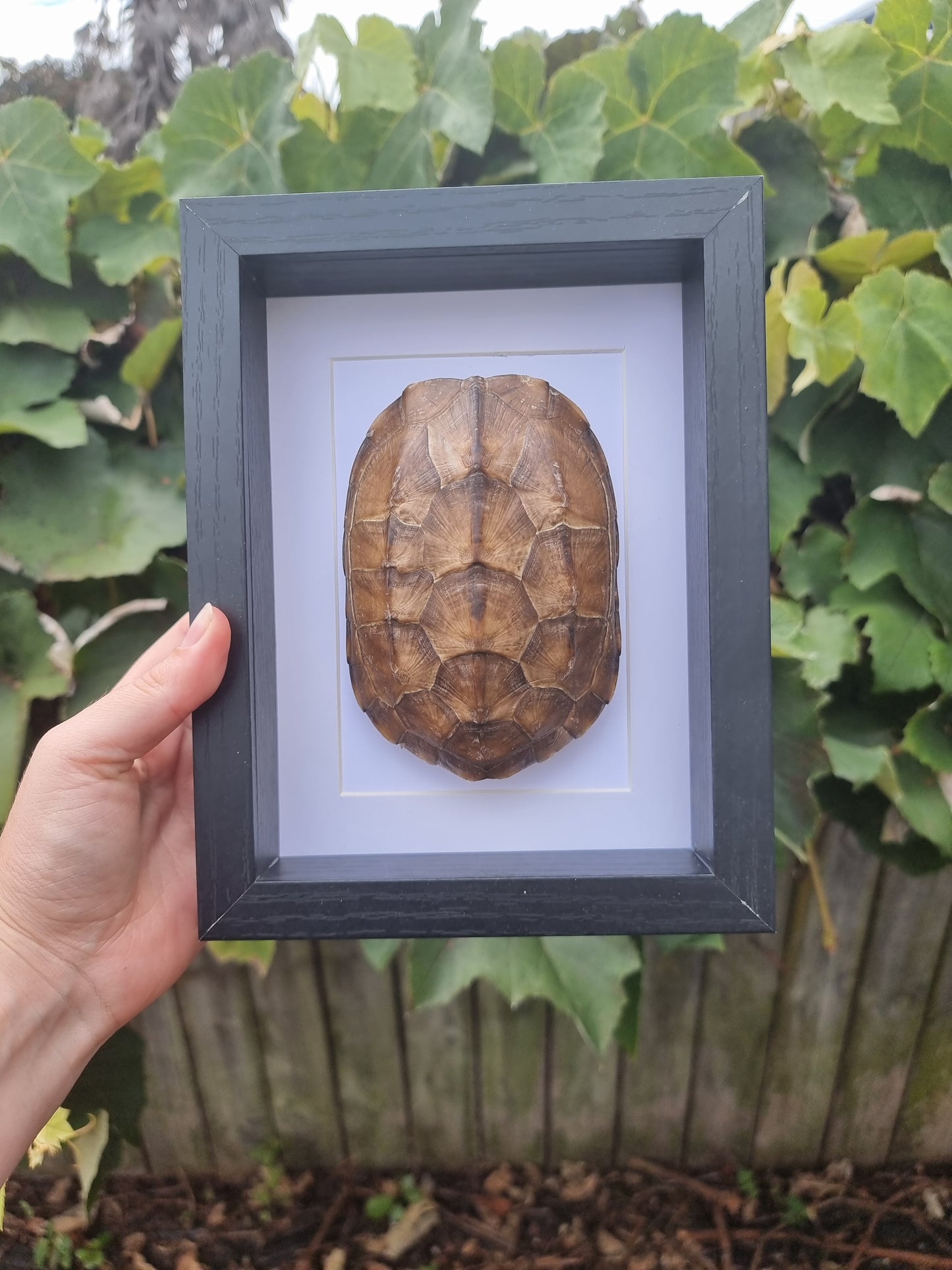 Framed Turtle Shell