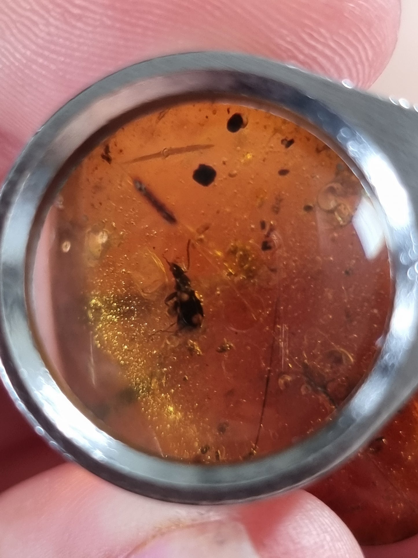 Bug in Amber #7