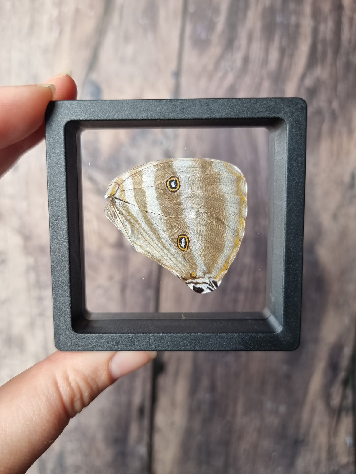 Morpho Adonis Butterfly Wing Floating Frame #2