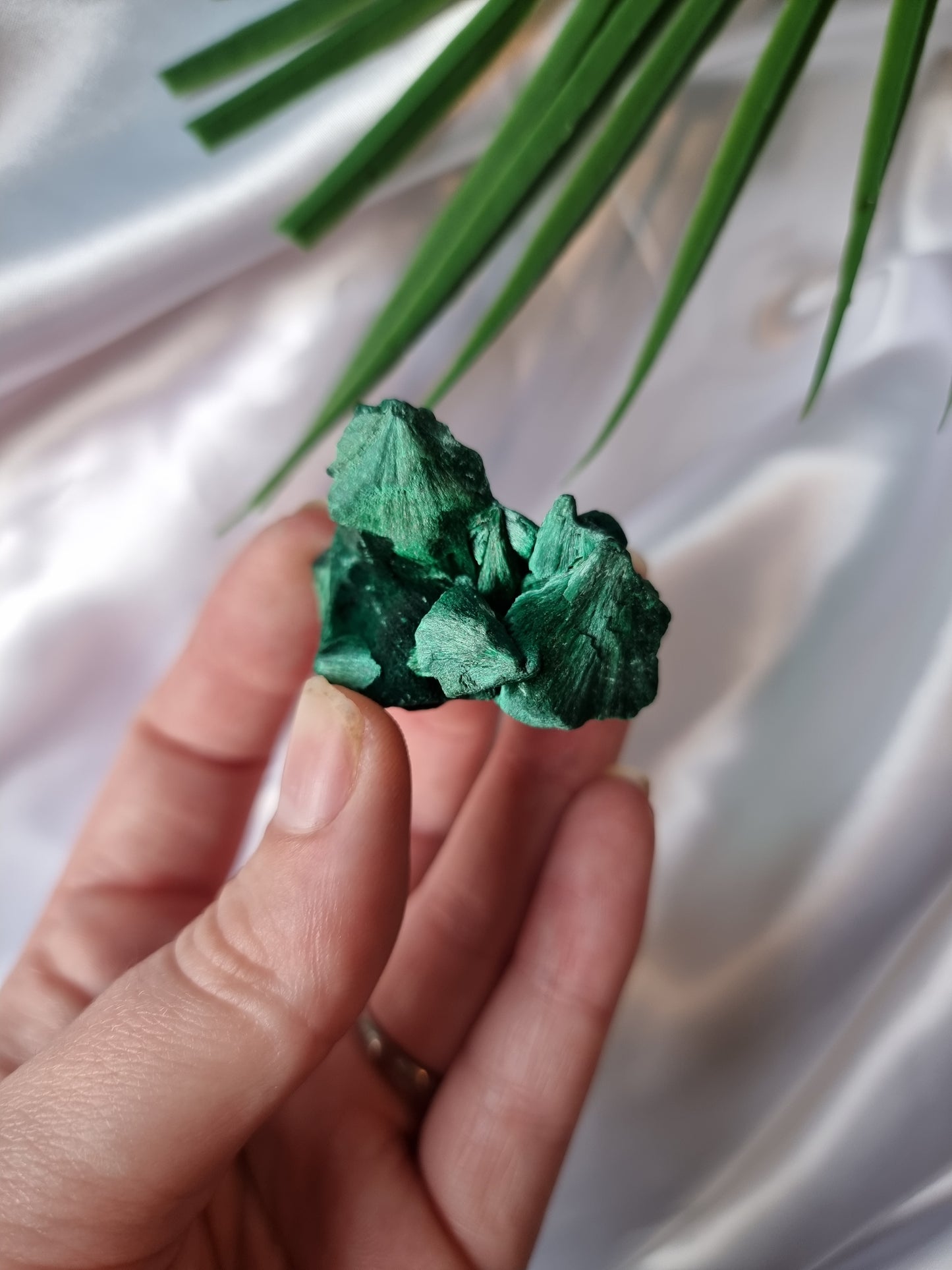 Velvet Malachite #5