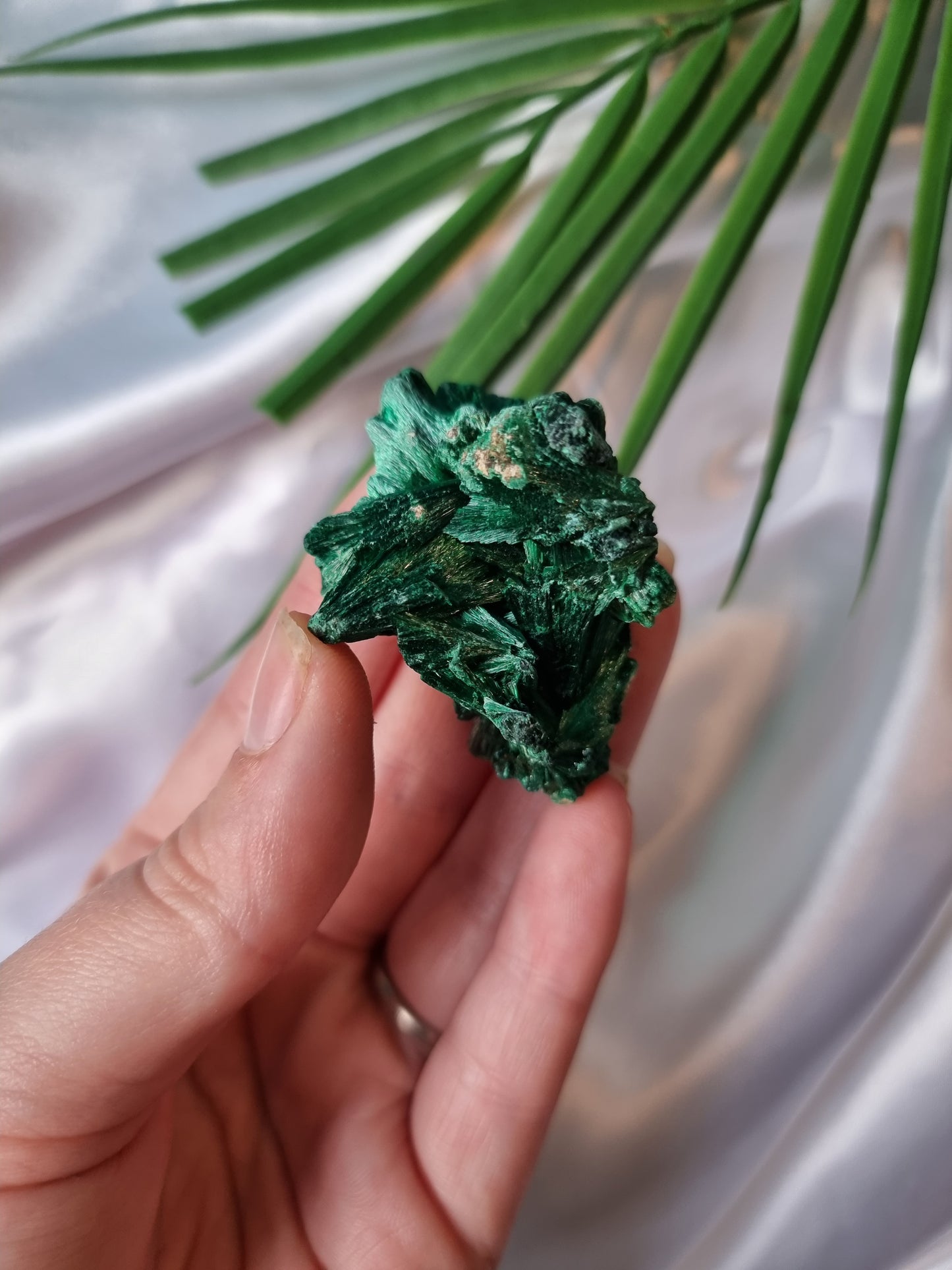 Velvet Malachite #6