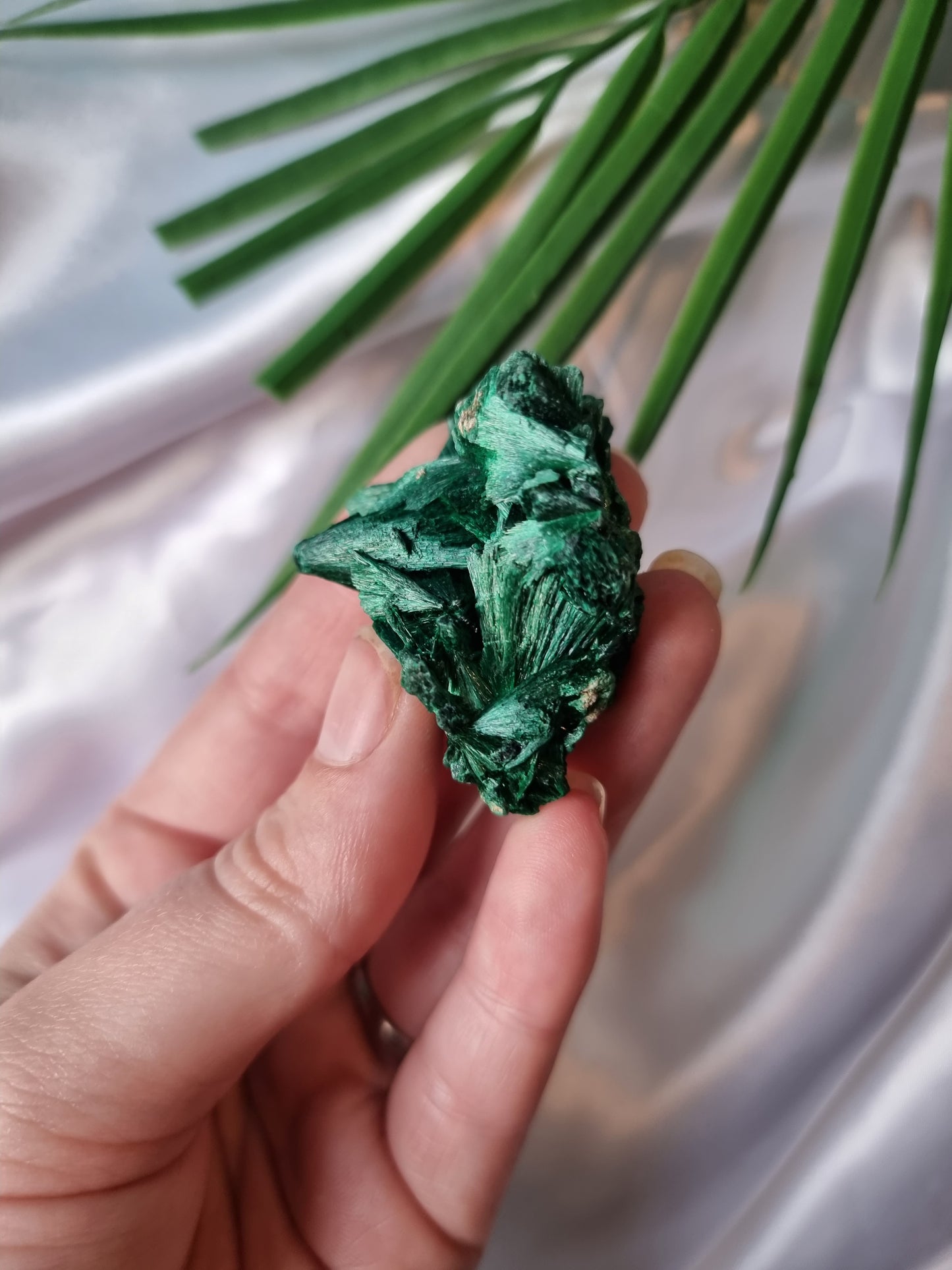 Velvet Malachite #6