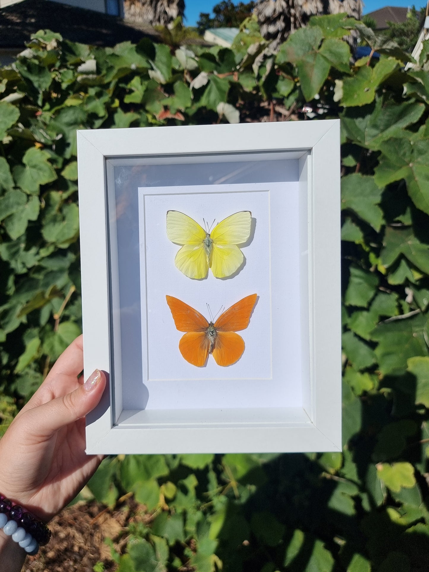 Double Framed Butterflies #2