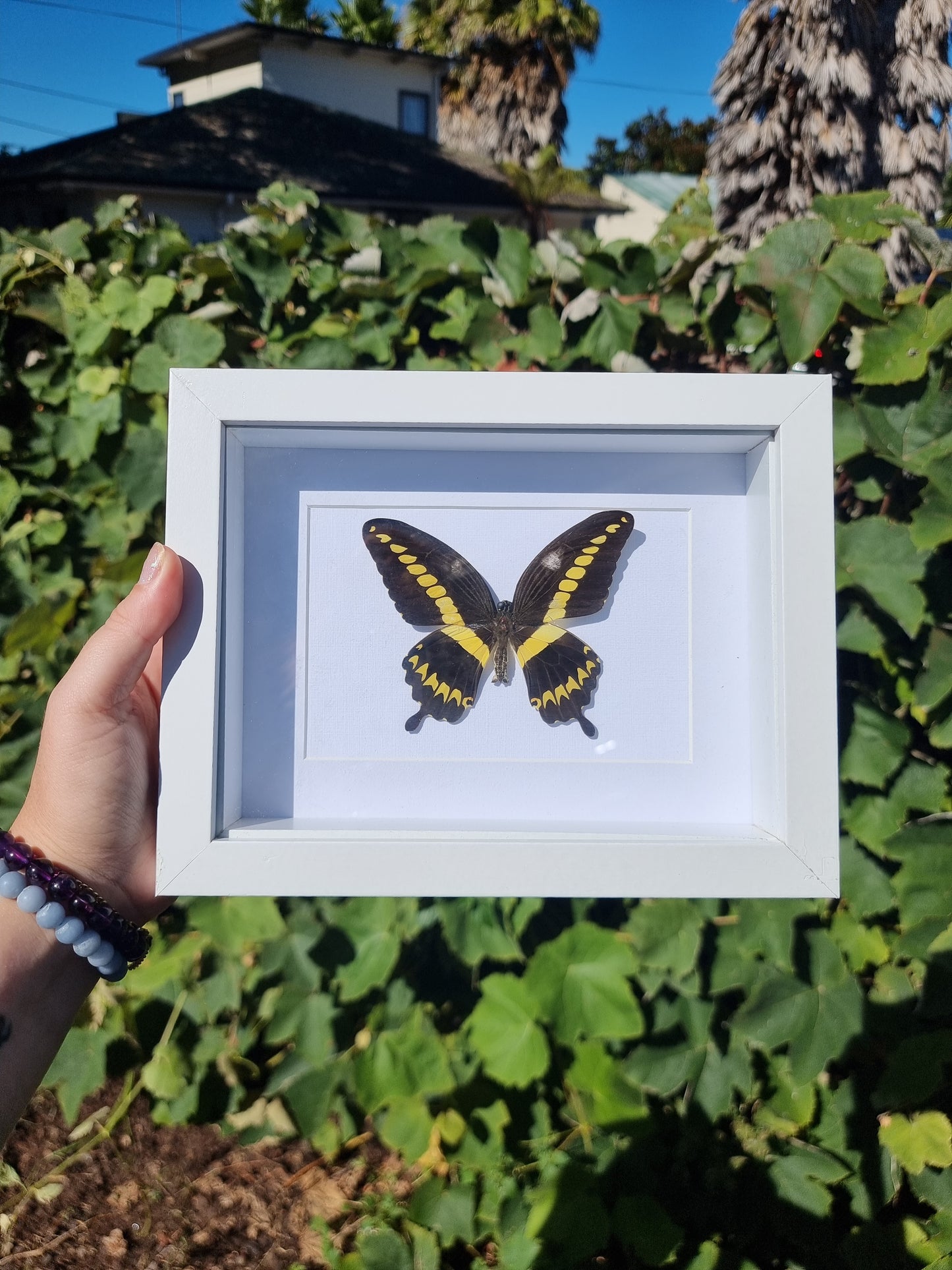 Framed Butterfly #9