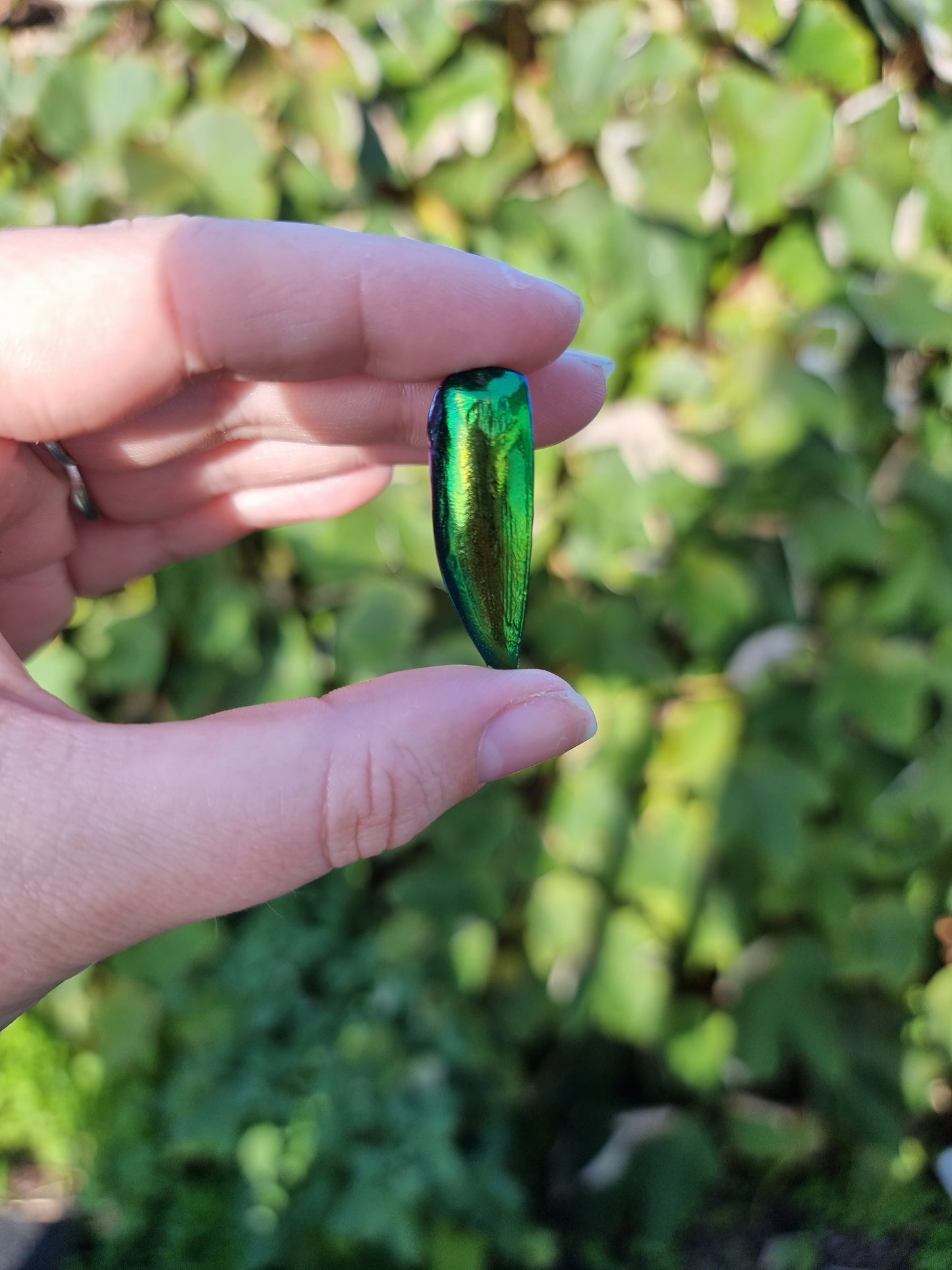 Medium Jewel Beetle Wing Jar