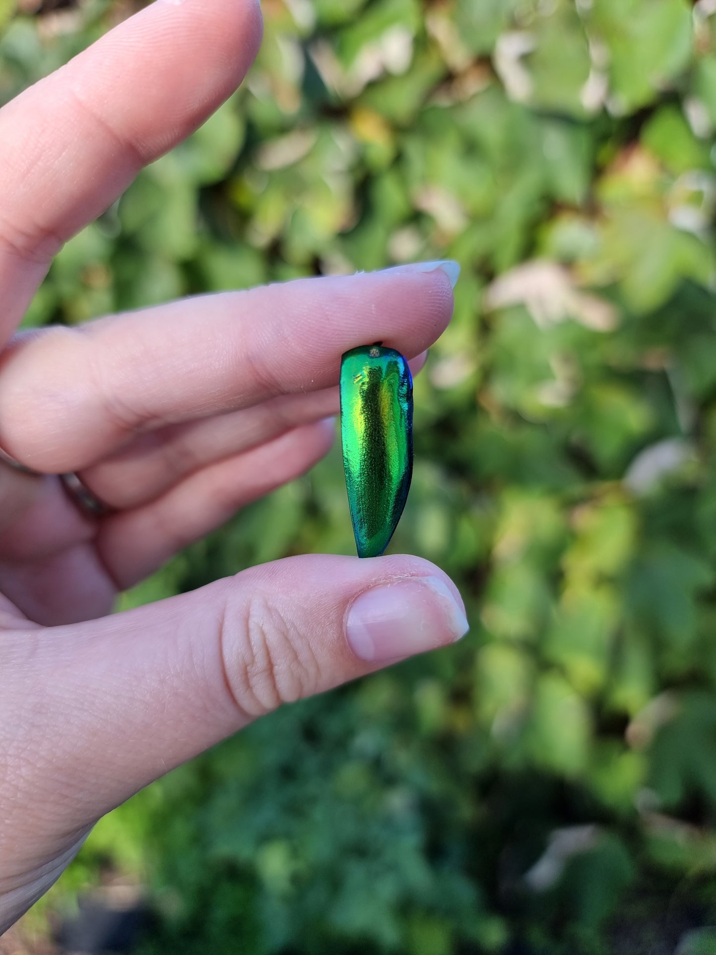 Small Jewel Beetle Wing Jar