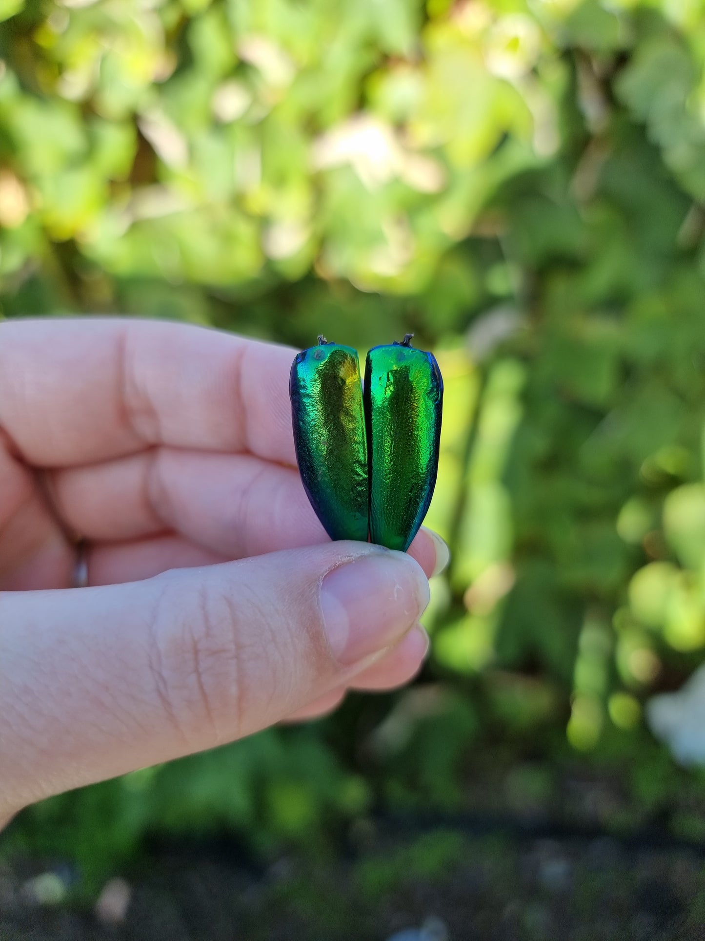 Paired Jewel Beetle Wings Jar