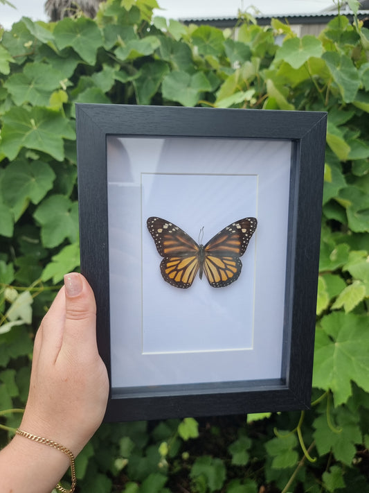 Framed Butterfly #8