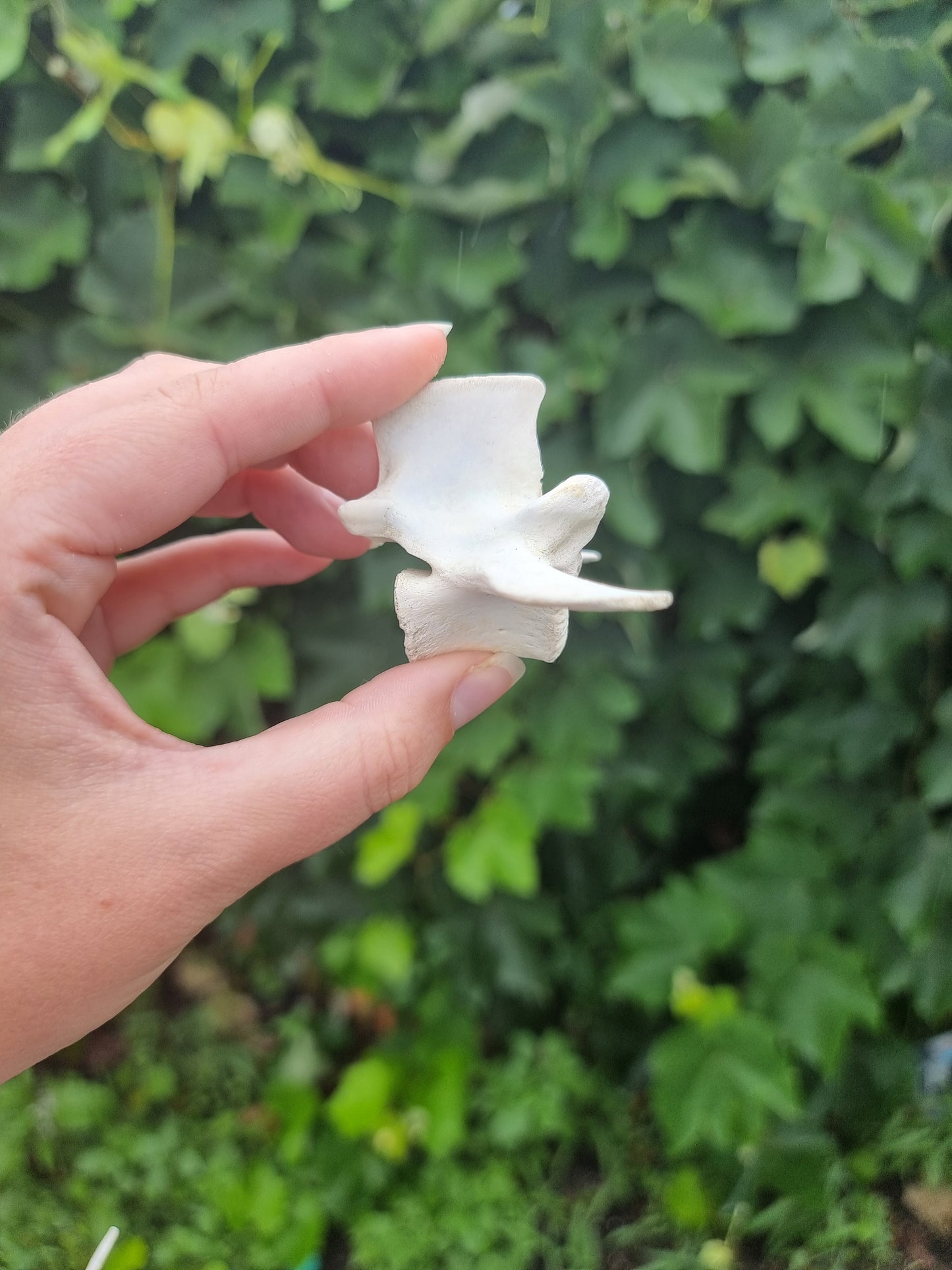 Goat Vertebrae #1