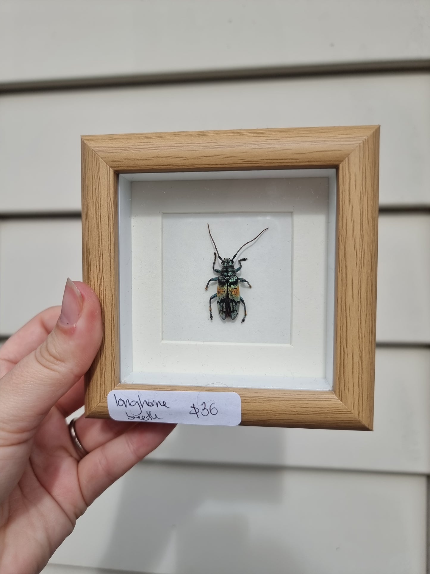Mini Framed Long Horn Beetle