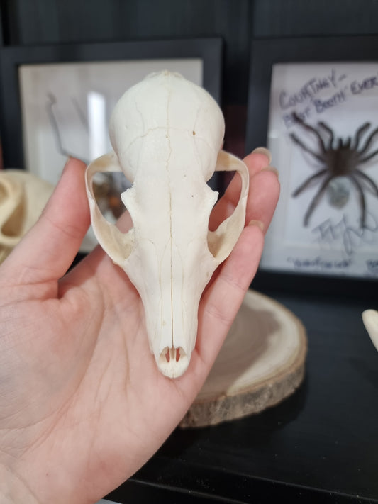 Bat Eared Fox Half Skull #2