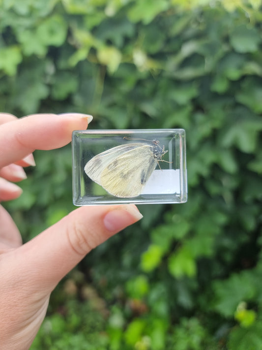 Cabbage Butterfly In Resin