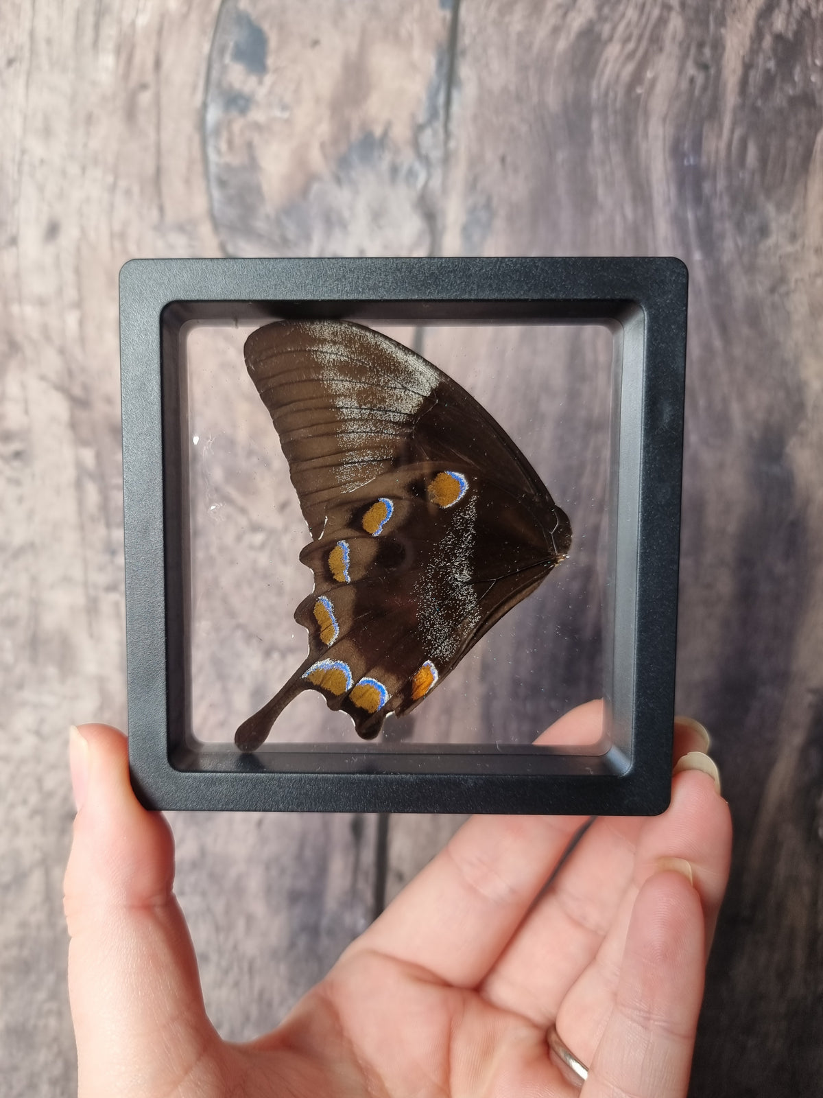 Blue Swallowtail Double Butterfly Wing Floating Frame